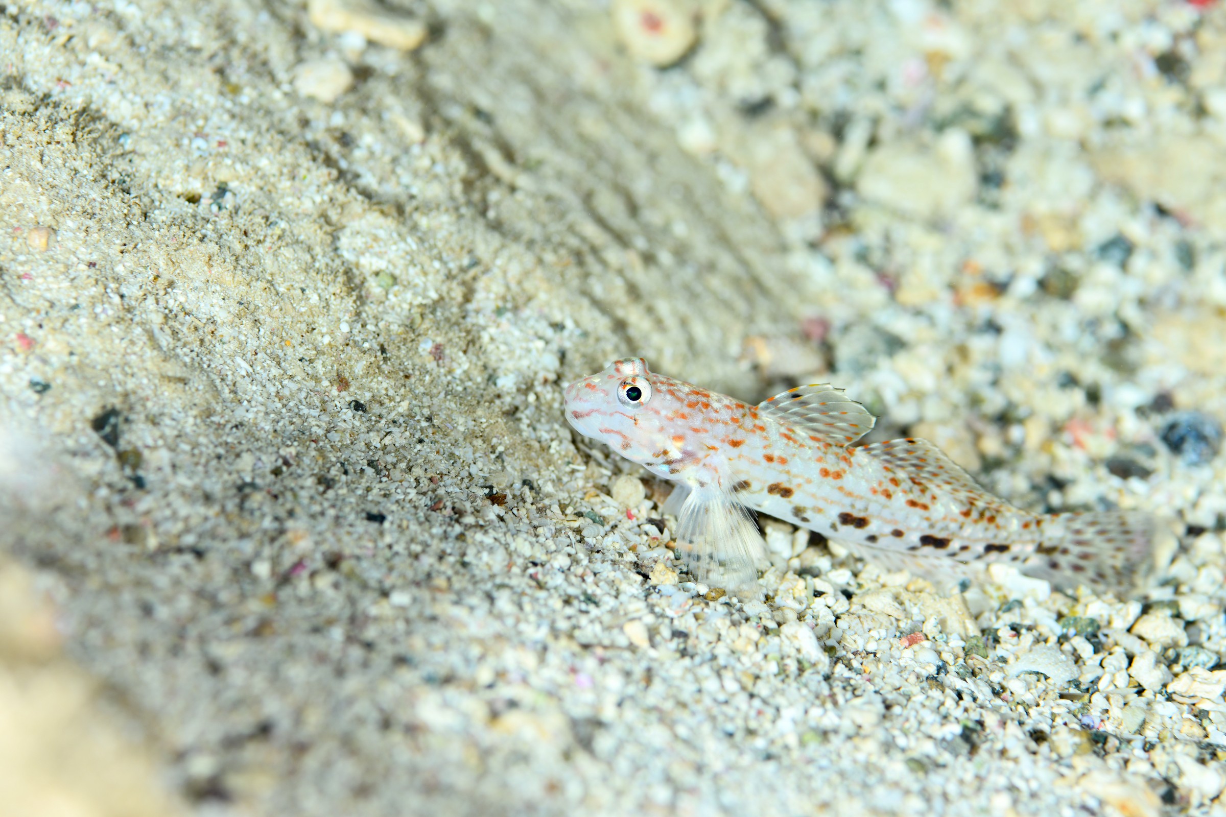 ホシカザリハゼ(Istigobius decoratus)