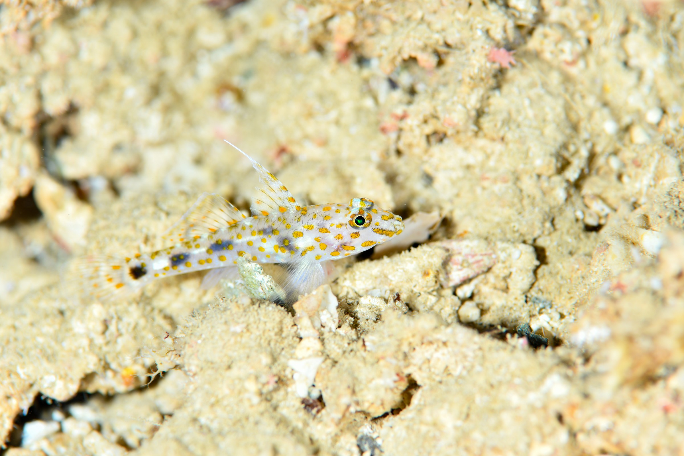 ハタタテサンカクハゼ(Fusigobius inframaculatus)