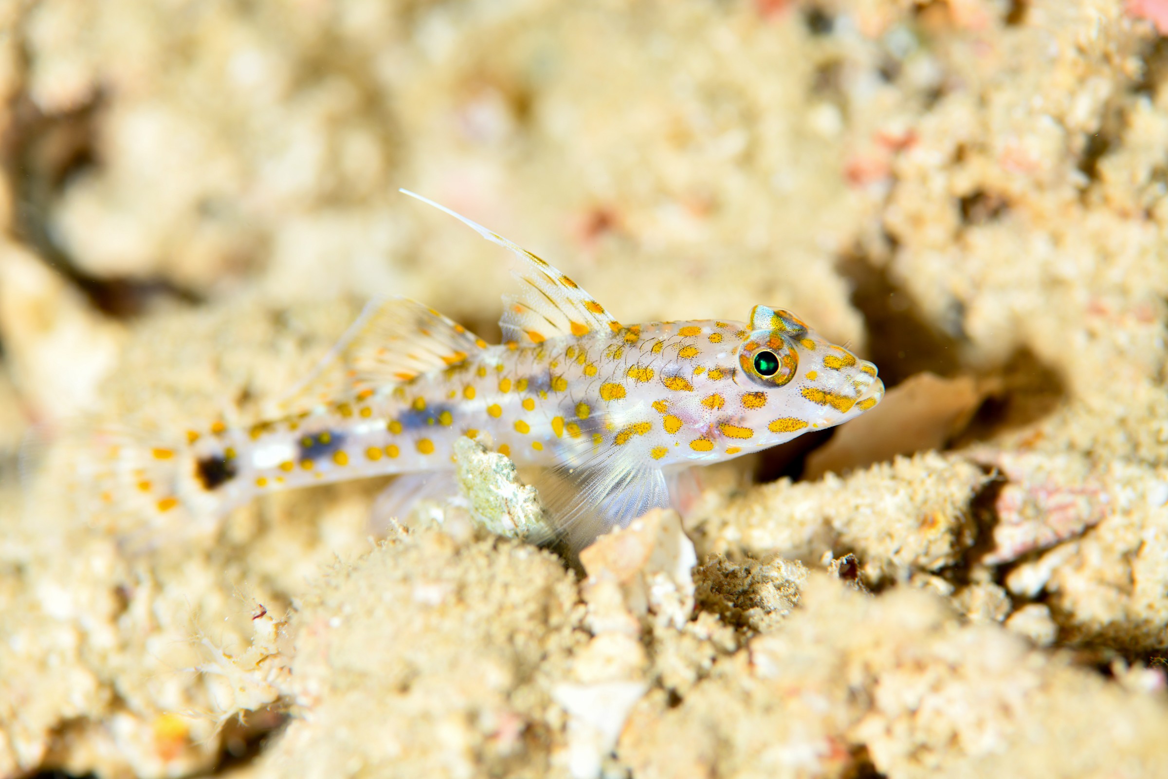 ハタタテサンカクハゼ(Fusigobius inframaculatus)