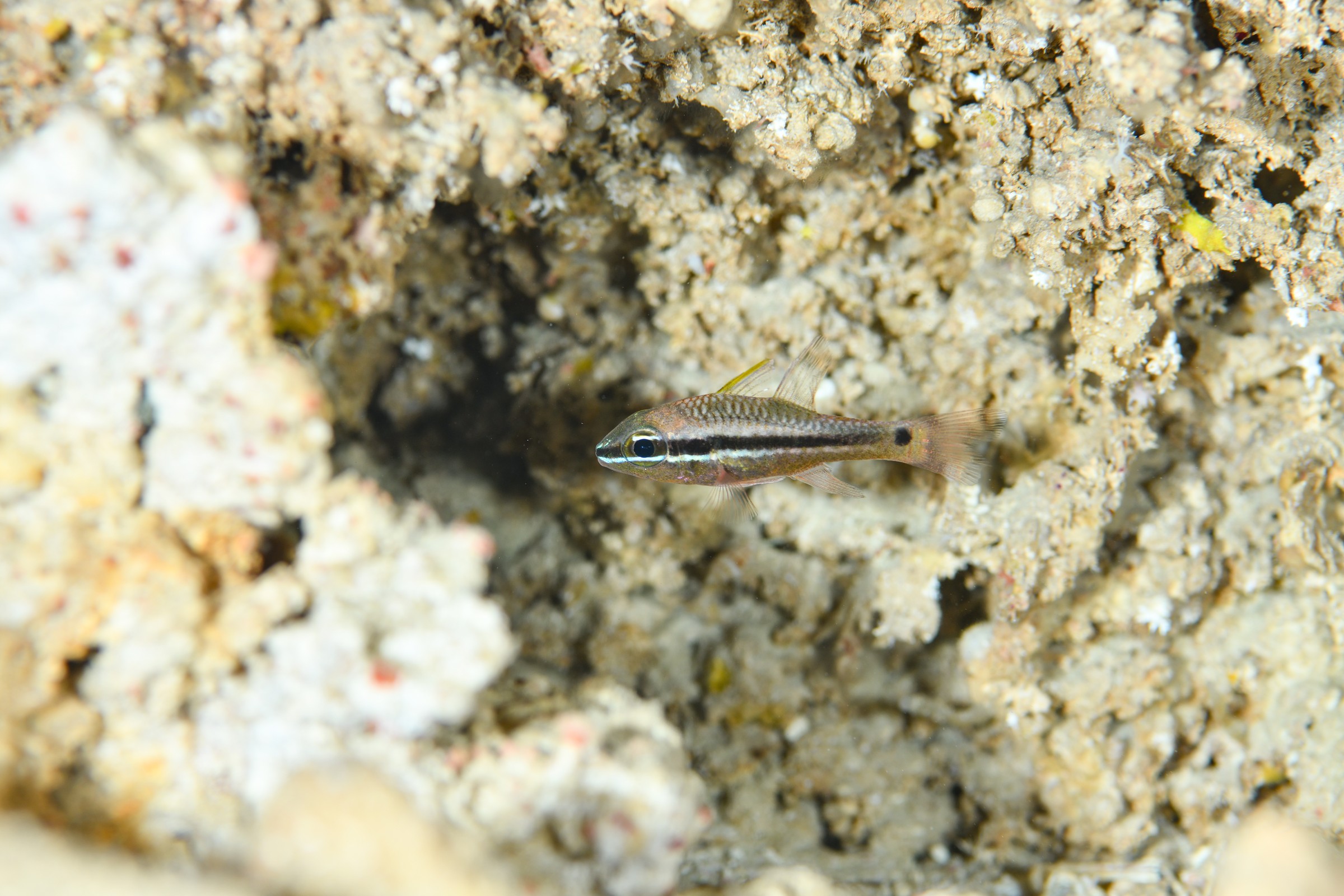 ヒトスジイシモチ(Pristiapogon fraenatus)
