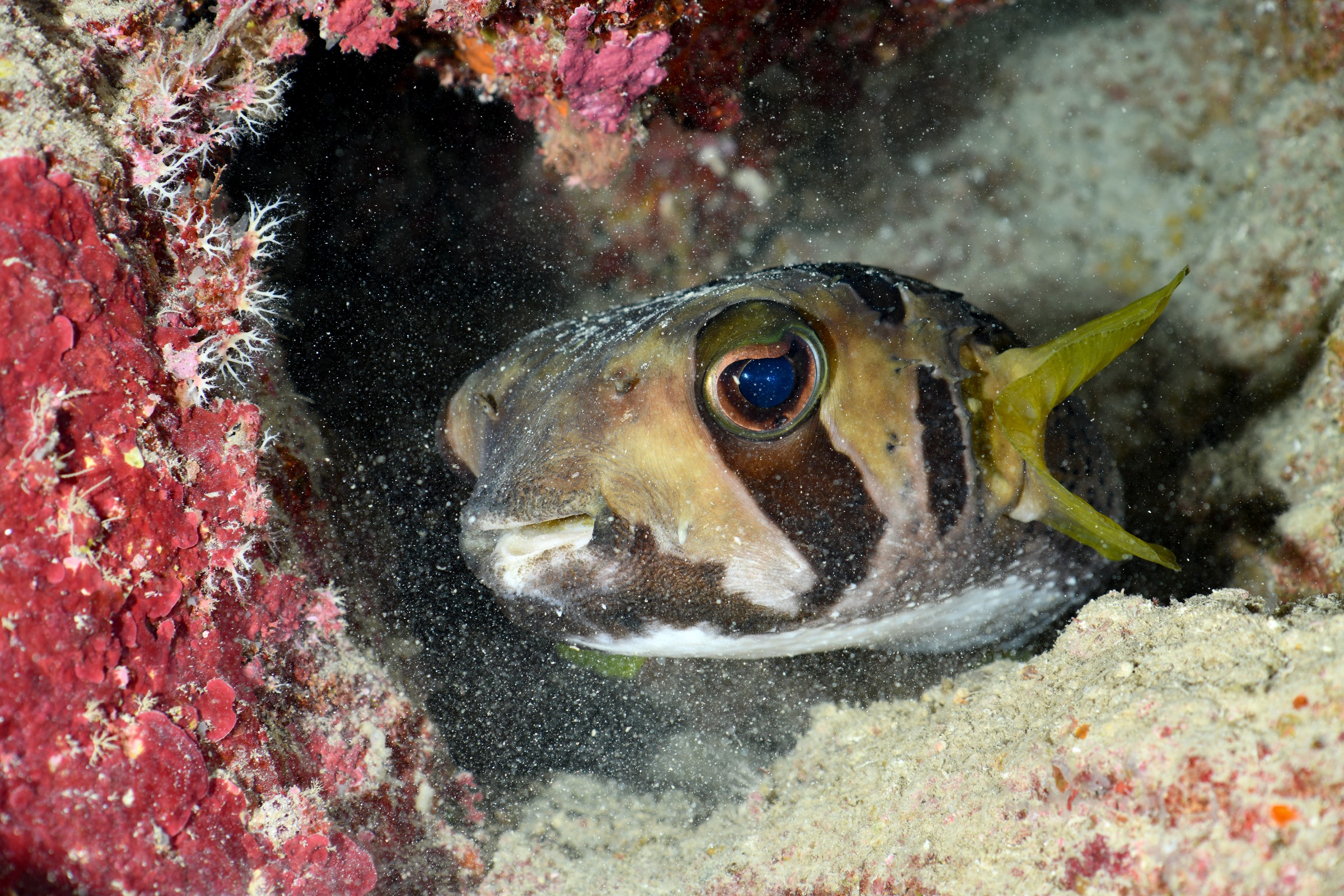 ヒトヅラハリセンボン(Diodon liturosus)