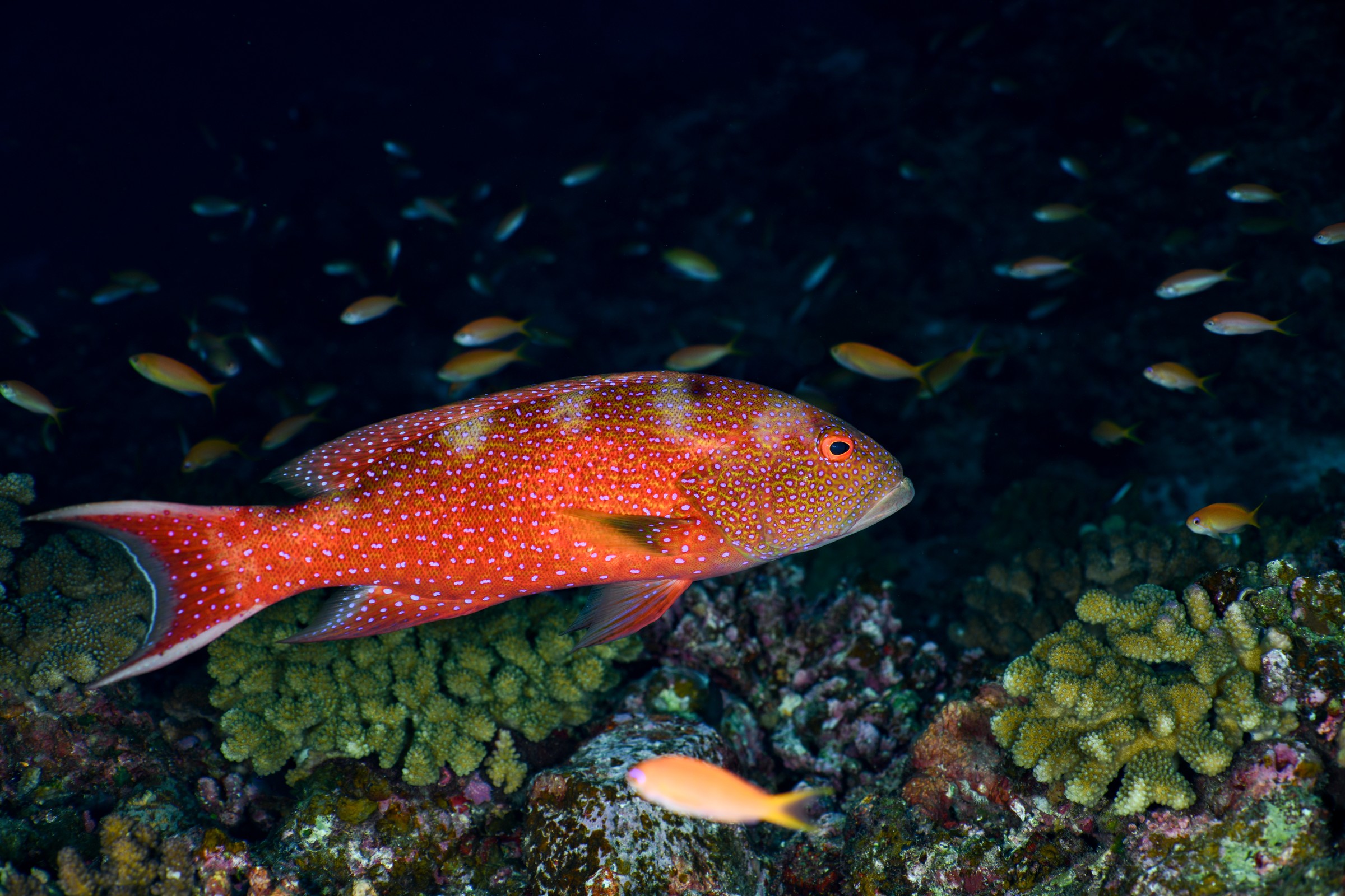 オジロバラハタ(Variola albimarginata)