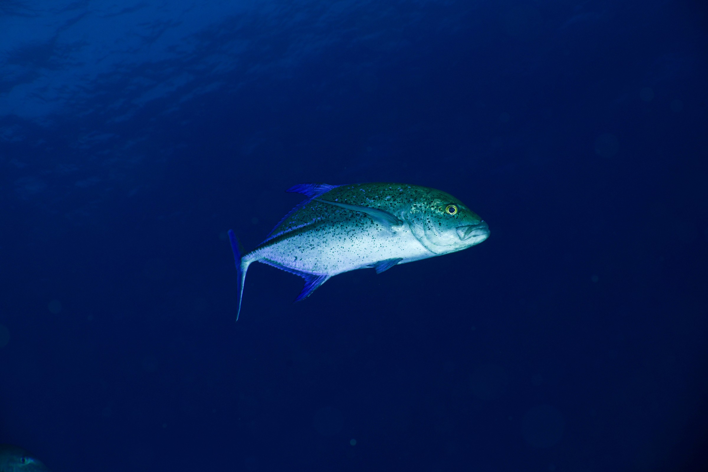 カスミアジ(Caranx melampygus)