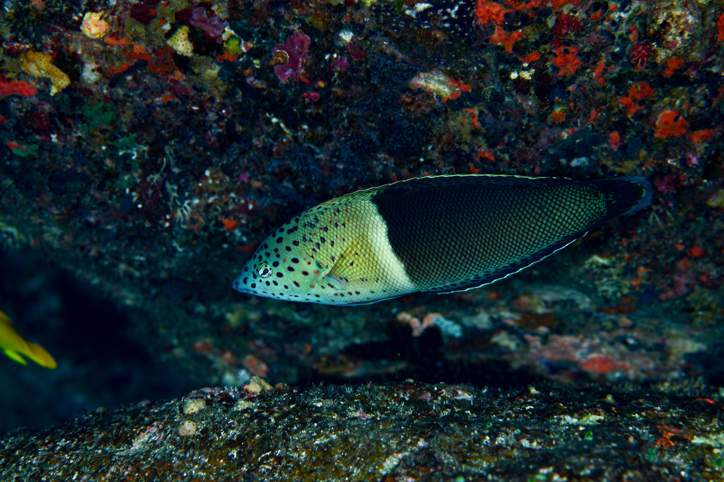 カンムリベラ(若魚)(Coris aygula)