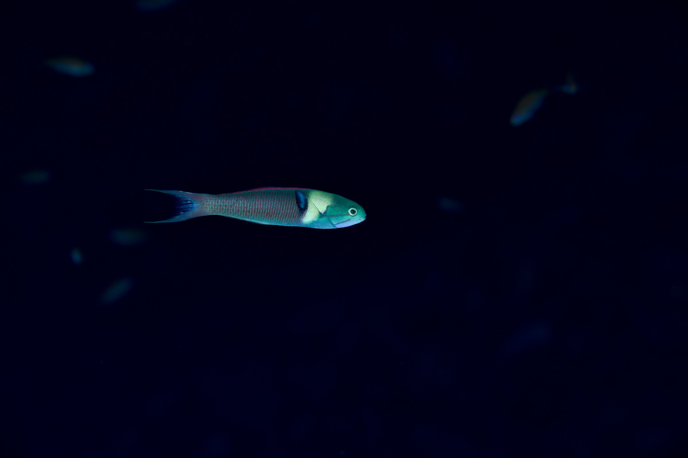コガシラベラ(Thalassoma amblycephalum)
