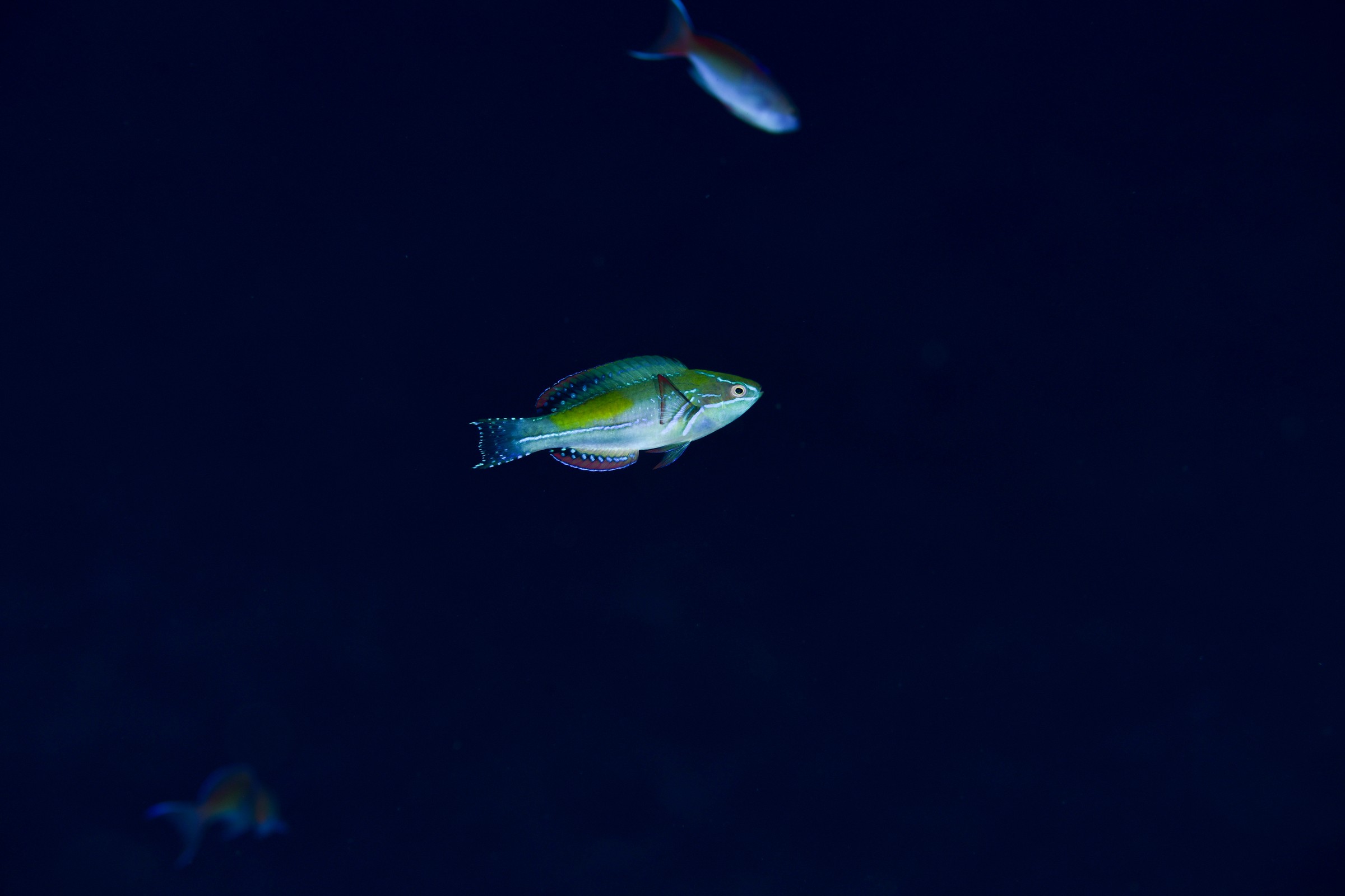 ニシキイトヒキベラ(Cirrhilabrus exquisitus)