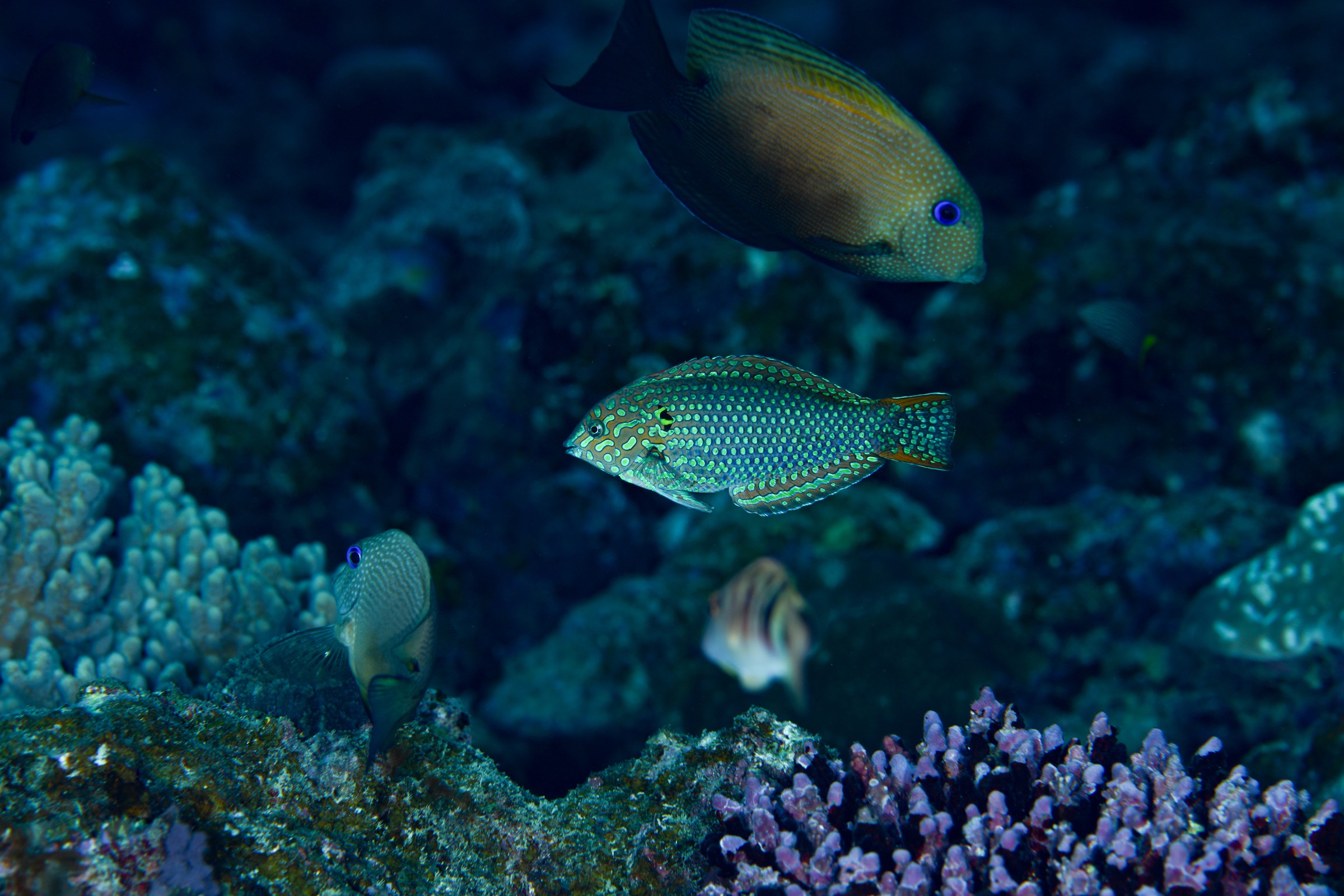 ノドグロベラ(Macropharyngodon meleagris)