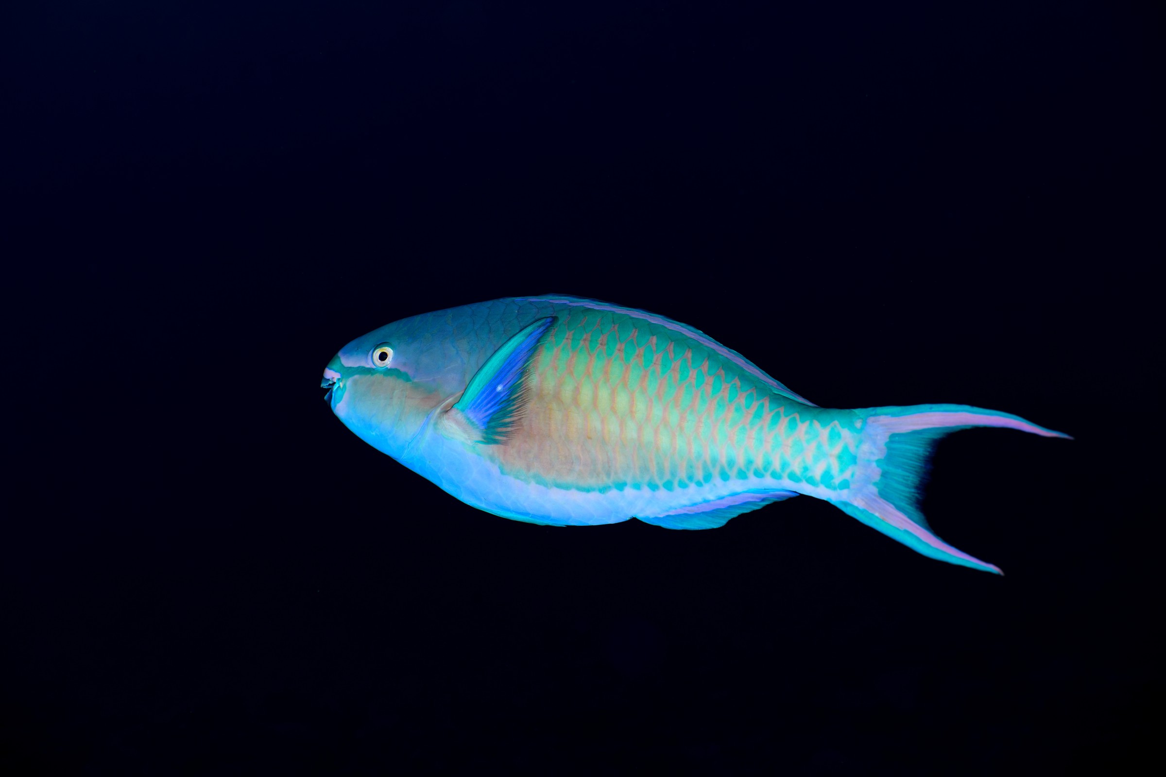 イチモンジブダイ(Scarus forsteni)