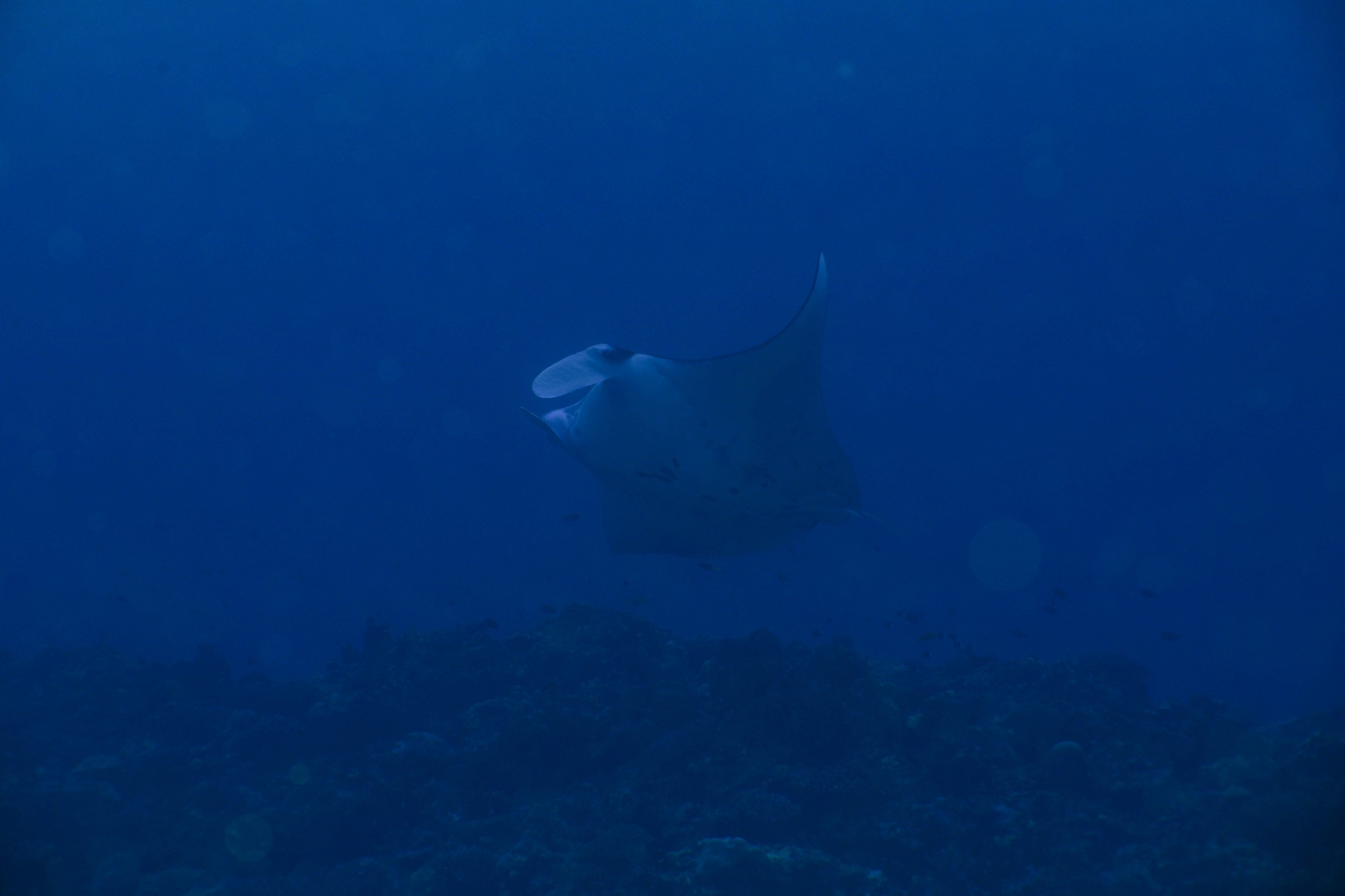 マンタ(Mobula sp.)