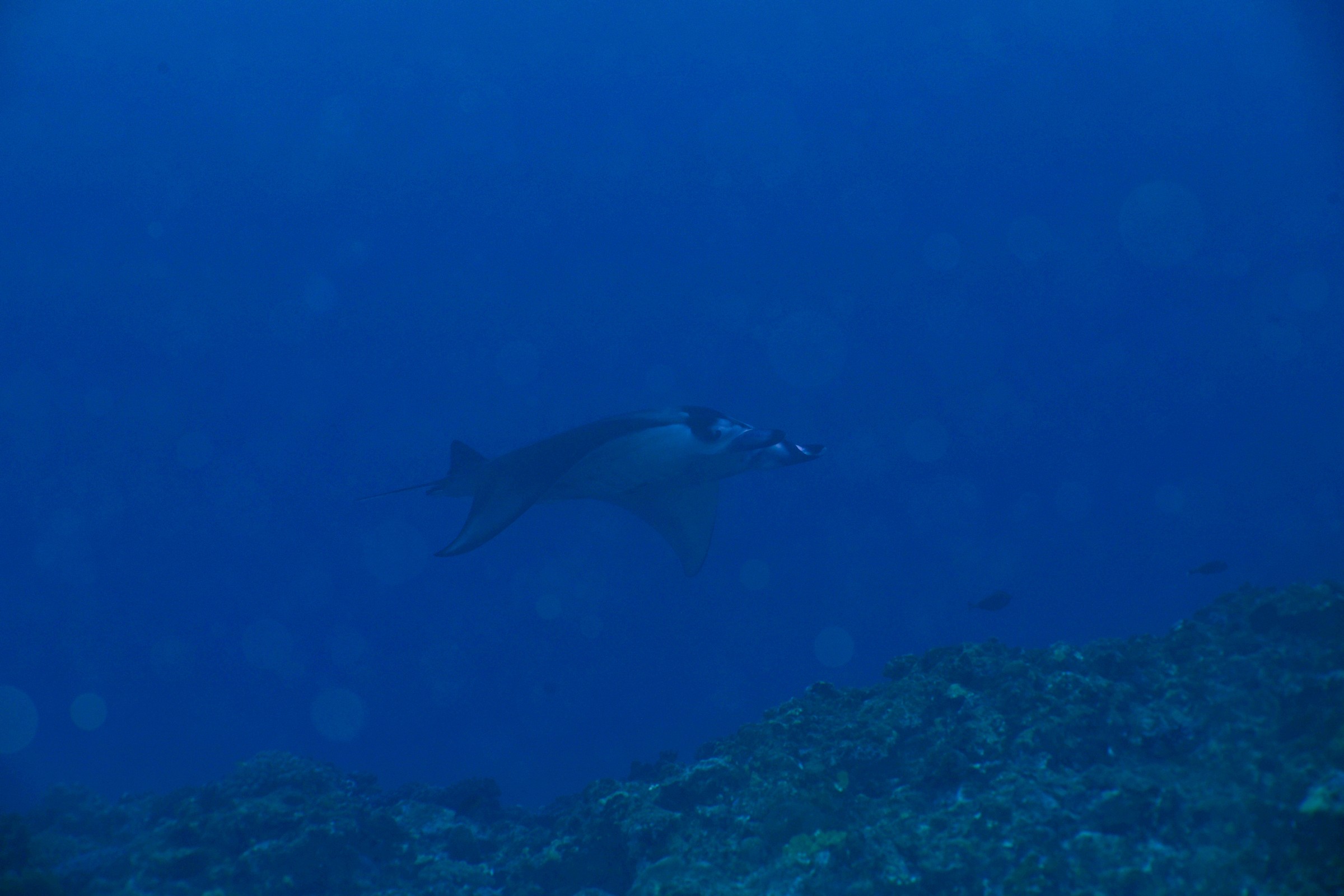 マンタ(Mobula sp.)