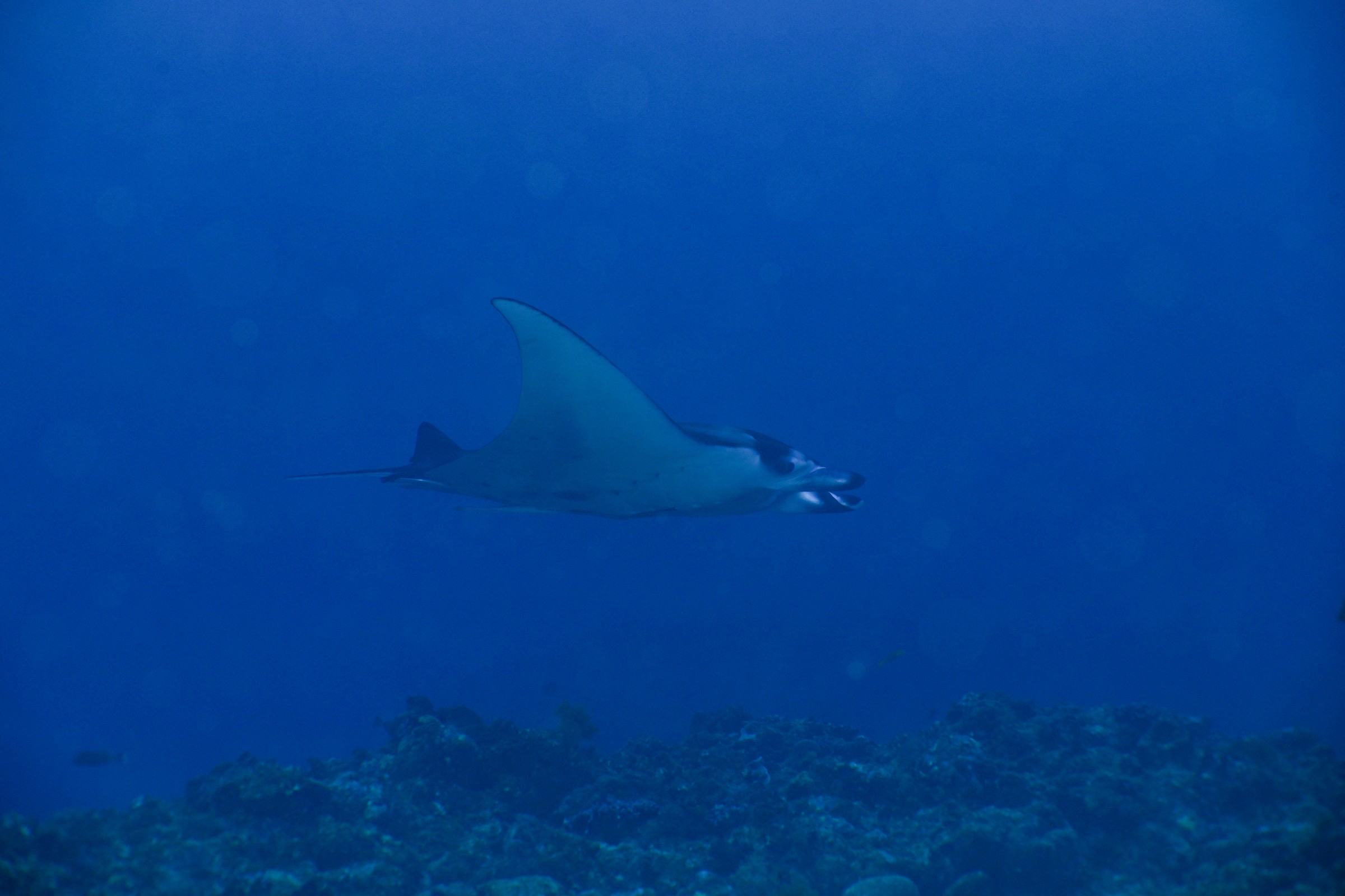 マンタ(Mobula sp.)