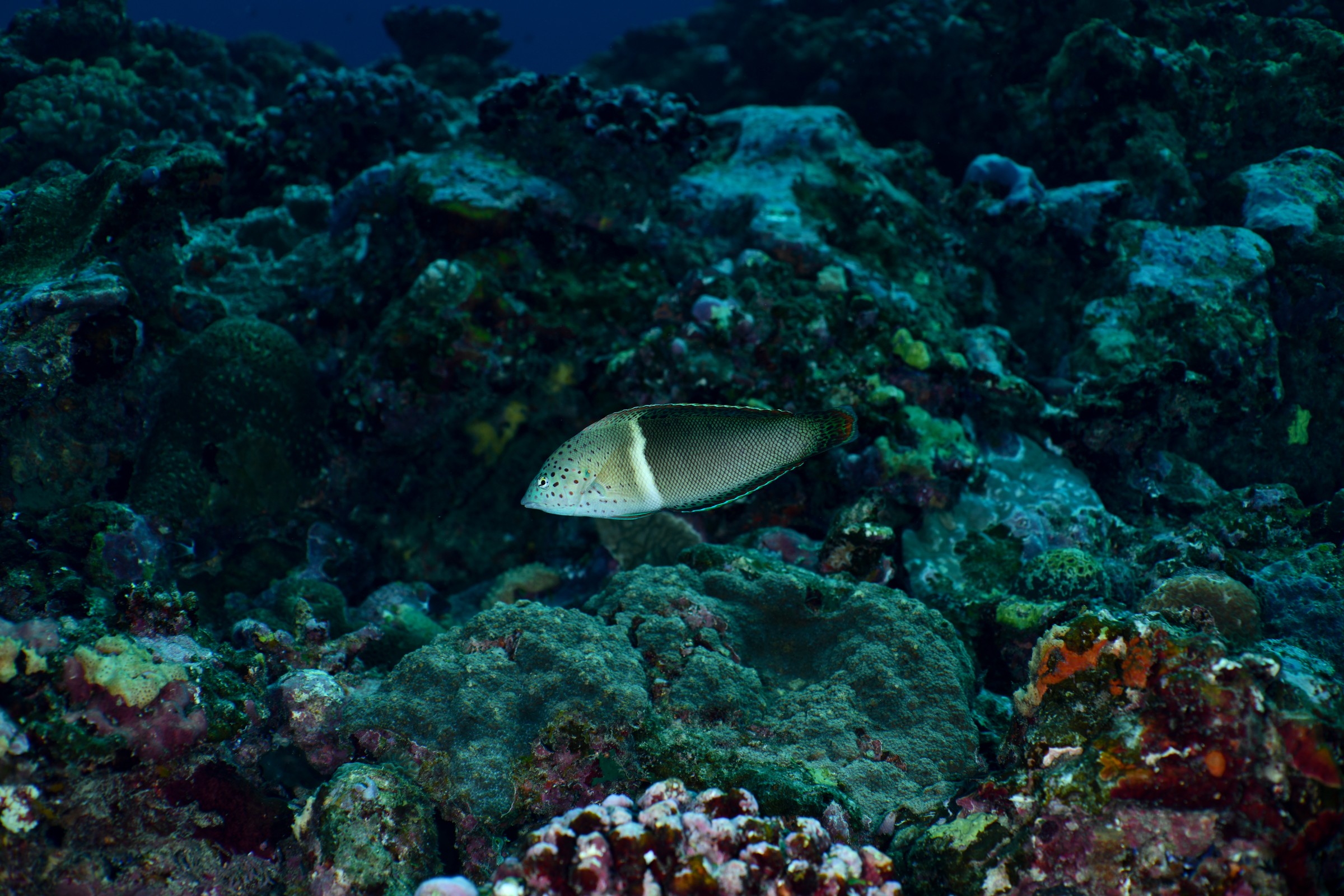 カンムリベラ(若魚)(Coris aygula)