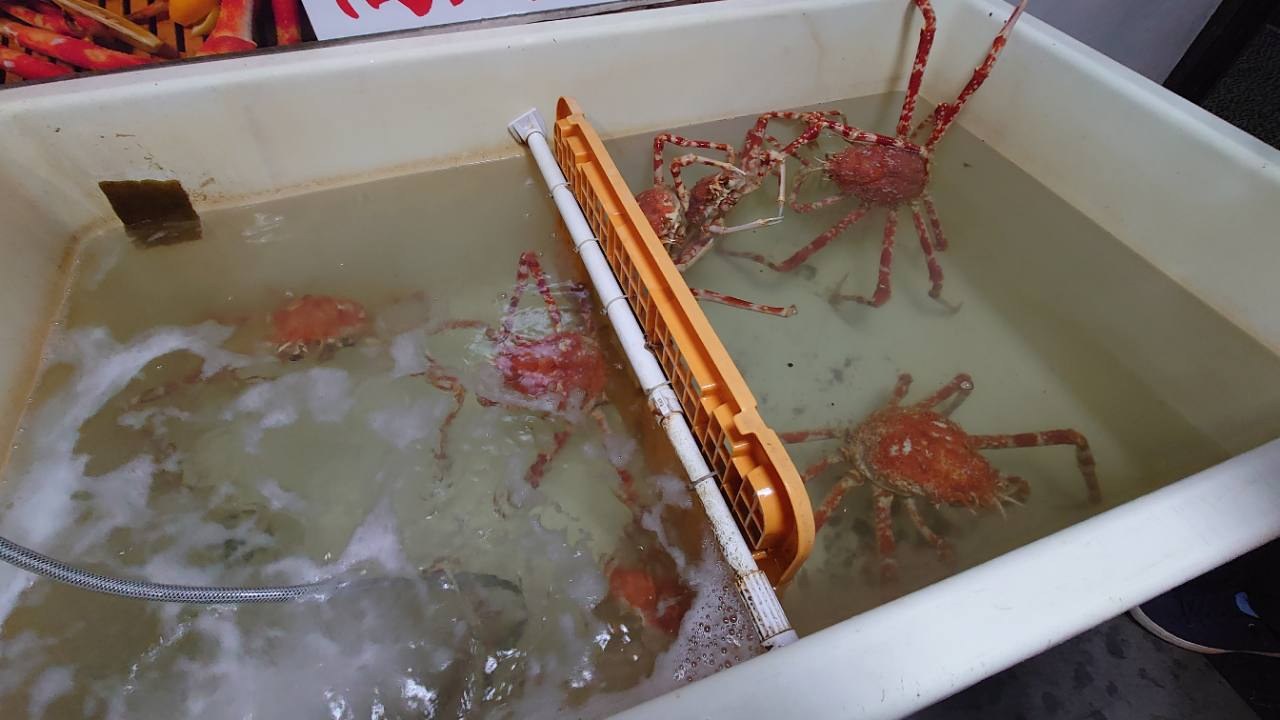 水槽のタカアシガニ（Macrocheira kaempferi）