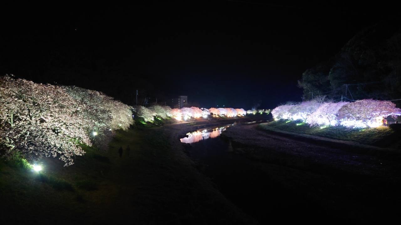 川沿いに続く夜桜