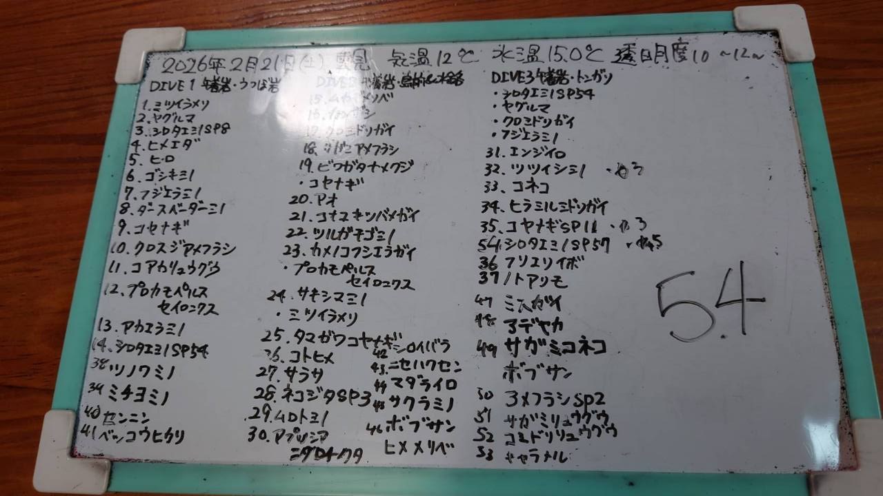 ウミウシの記録ボードには「54」の数字