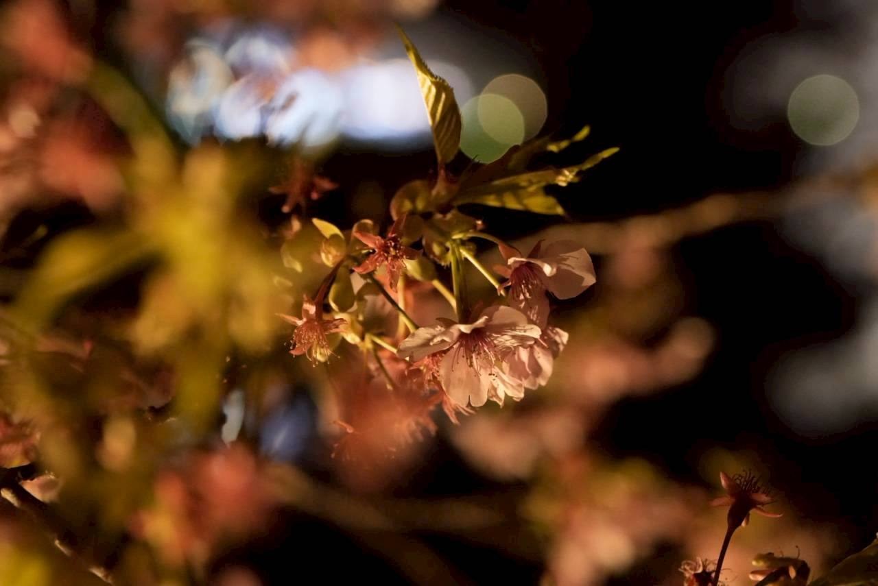 夜の桜を近くから
