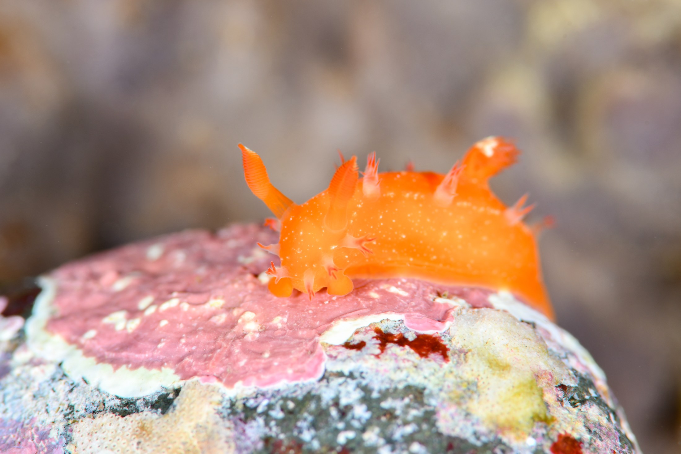 ヒメエダウミウシ（Kaloplocamus acutus）｜冬の雲見