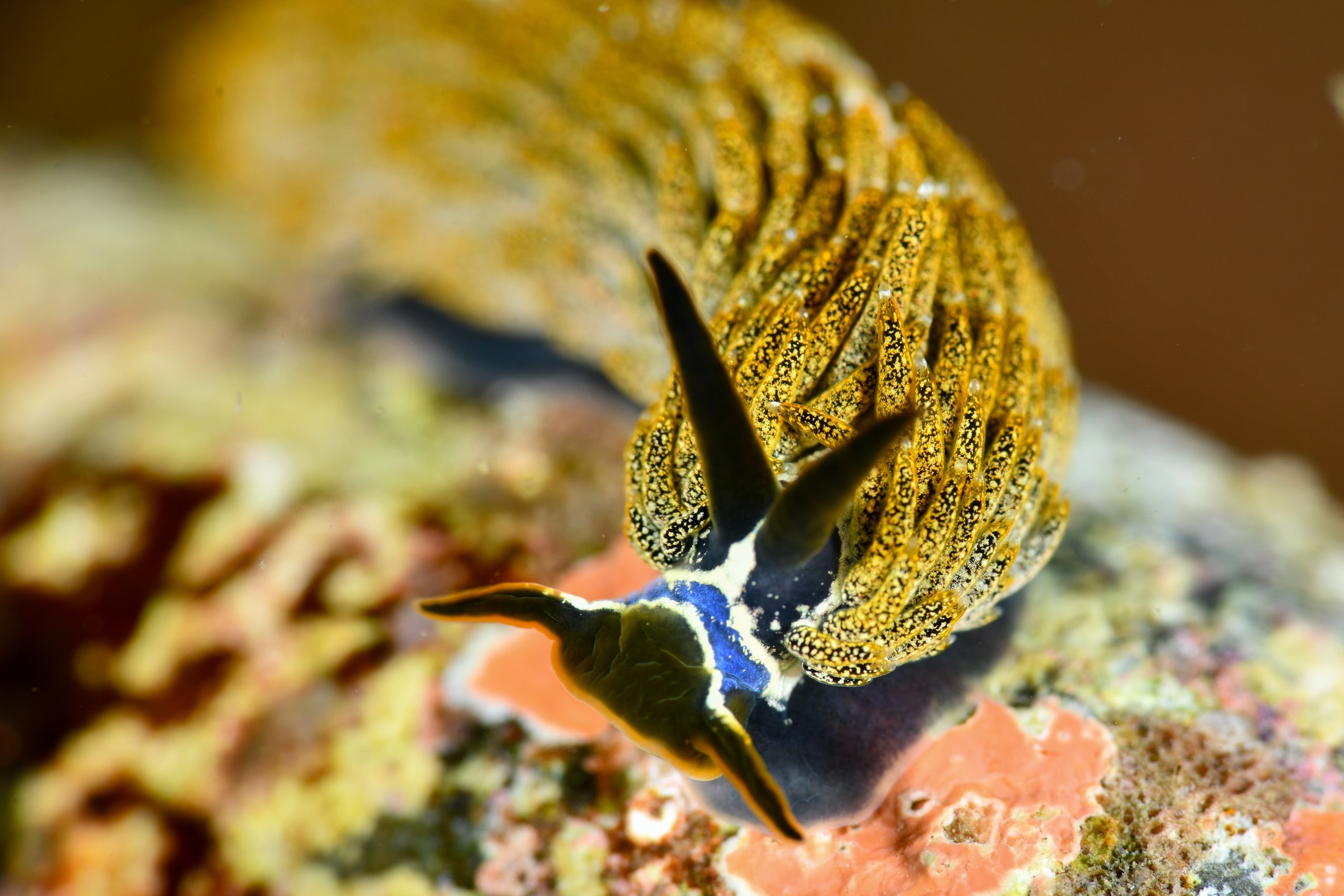 ミノウミウシsp.2（Aeolidina sp. 2）｜冬の雲見