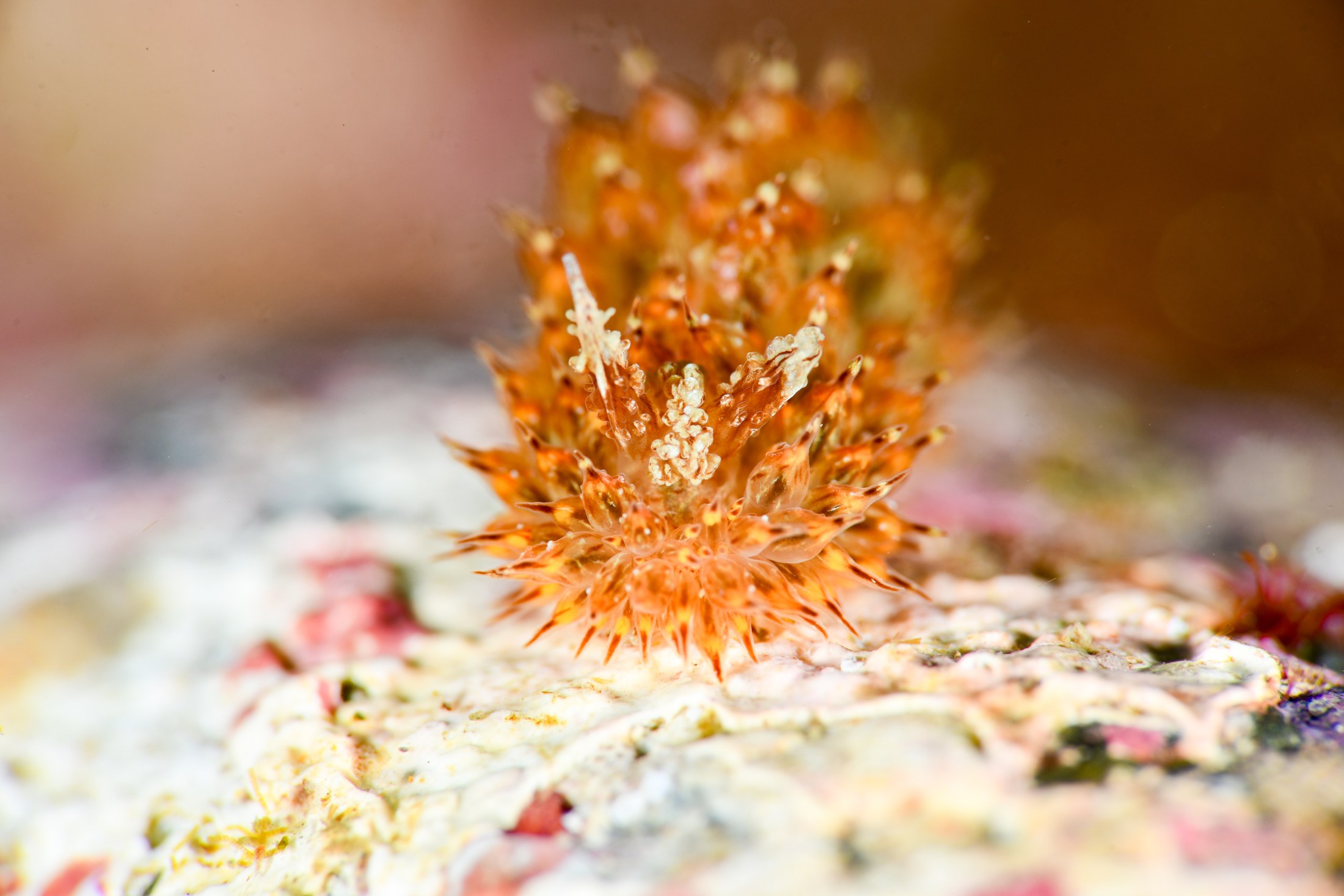 コヤナギウミウシ（Janolus toyamensis）｜冬の雲見