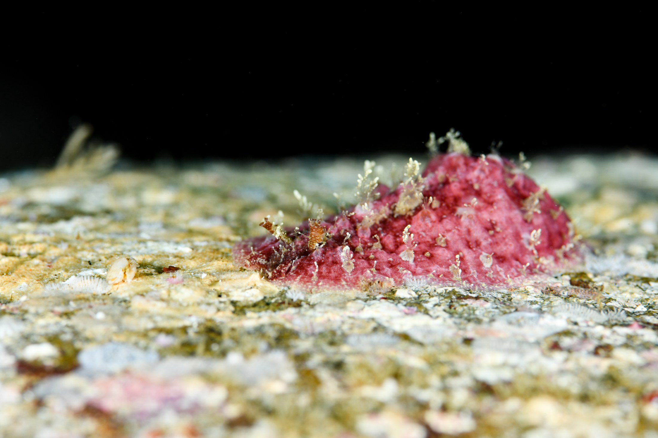ビワガタナメクジ（Dolabrifera dolabrifera）｜冬の雲見