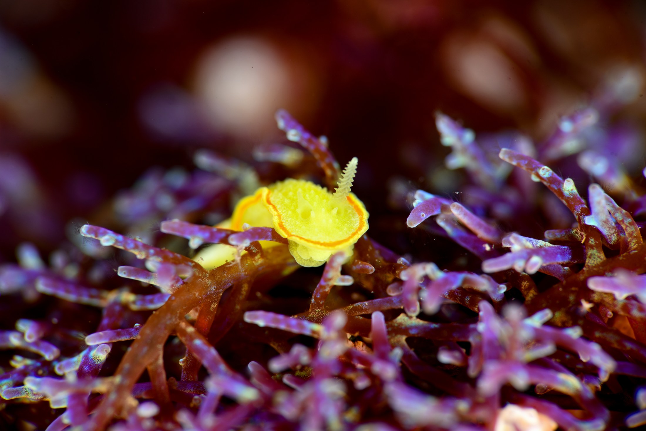 ミツイラメリウミウシ（Diaphorodoris mitsuii）｜冬の雲見