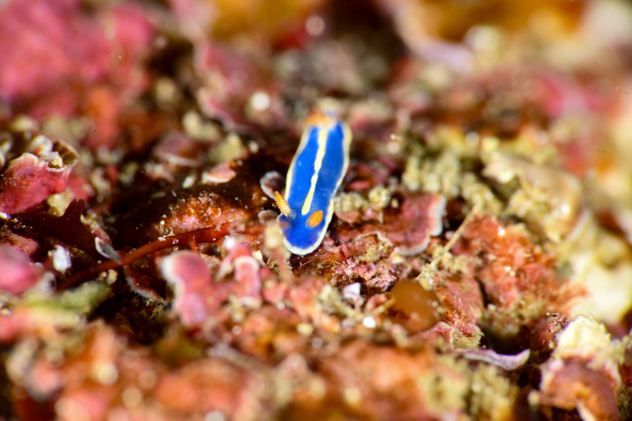 アオウミウシ（Hypselodoris festiva）｜冬の雲見