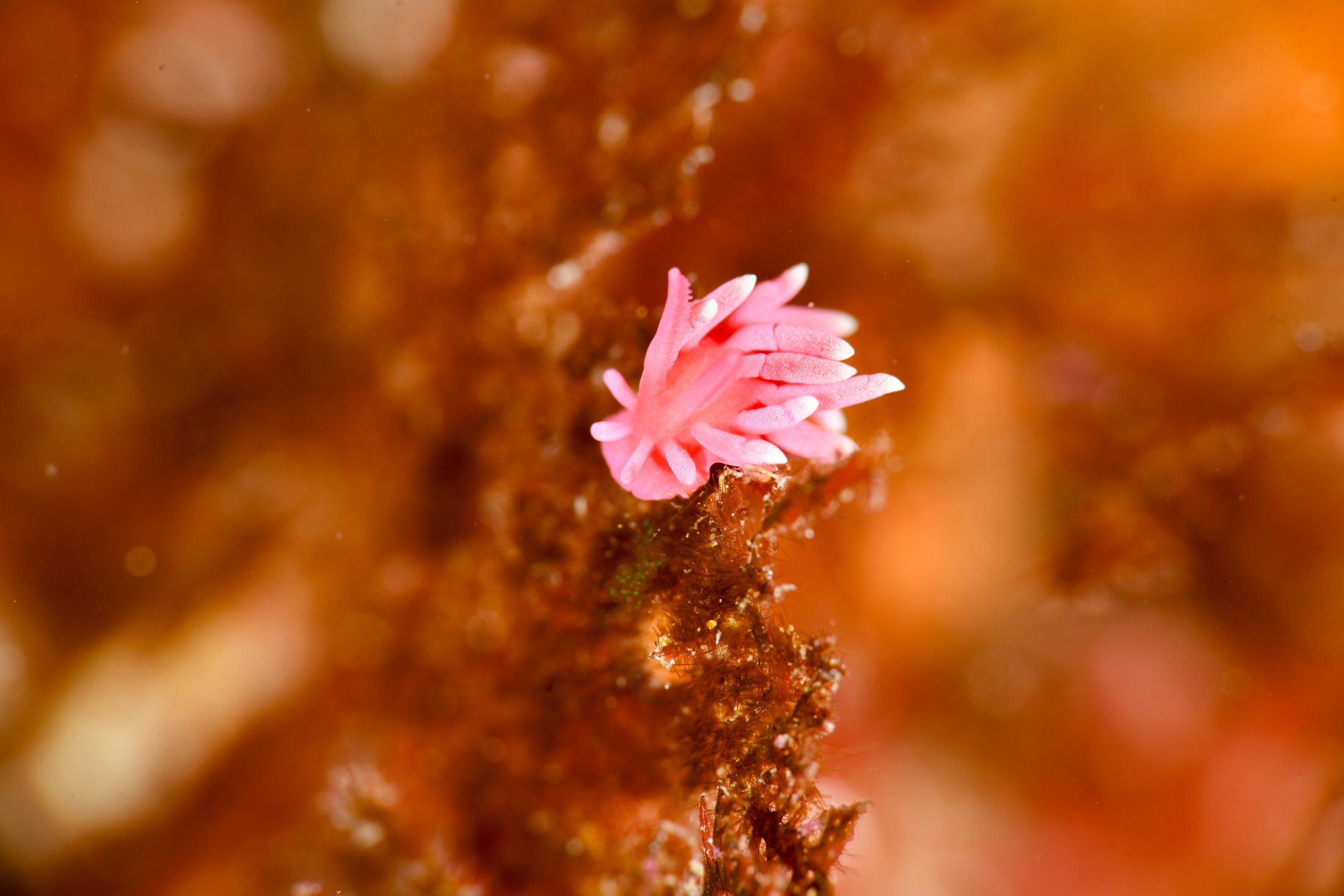 ヒロウミウシ（Ceratodoris hiroi）｜冬の雲見