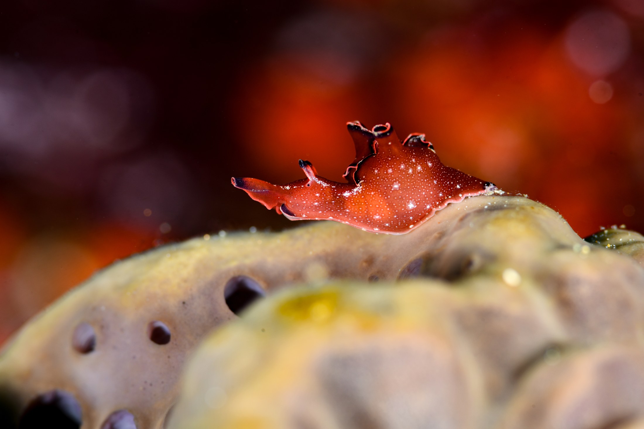 クロヘリアメフラシ（Aplysia japonica）｜冬の雲見