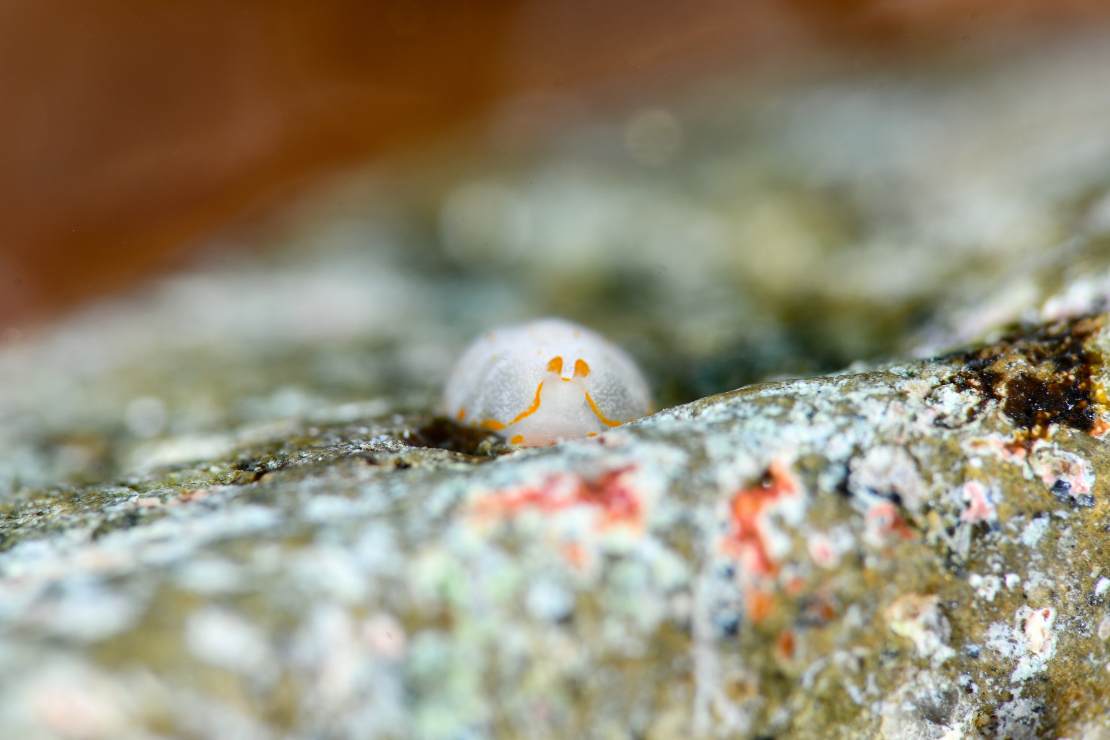 カメノコフシエラガイ（Pleurobranchus peronii）｜冬の雲見
