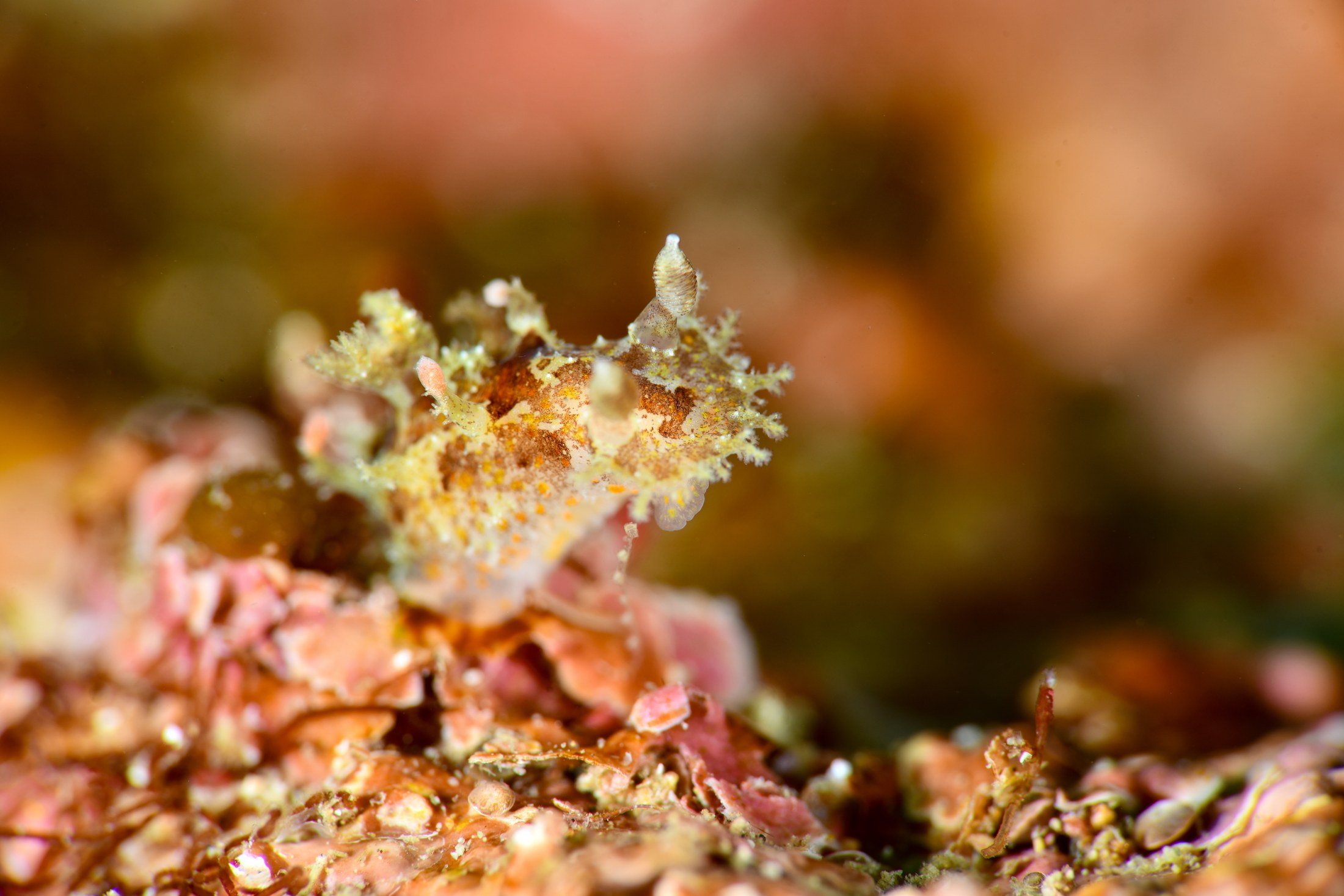 プロカモペルス・セイロニクス（Plocamopherus ceylonicus）｜冬の雲見