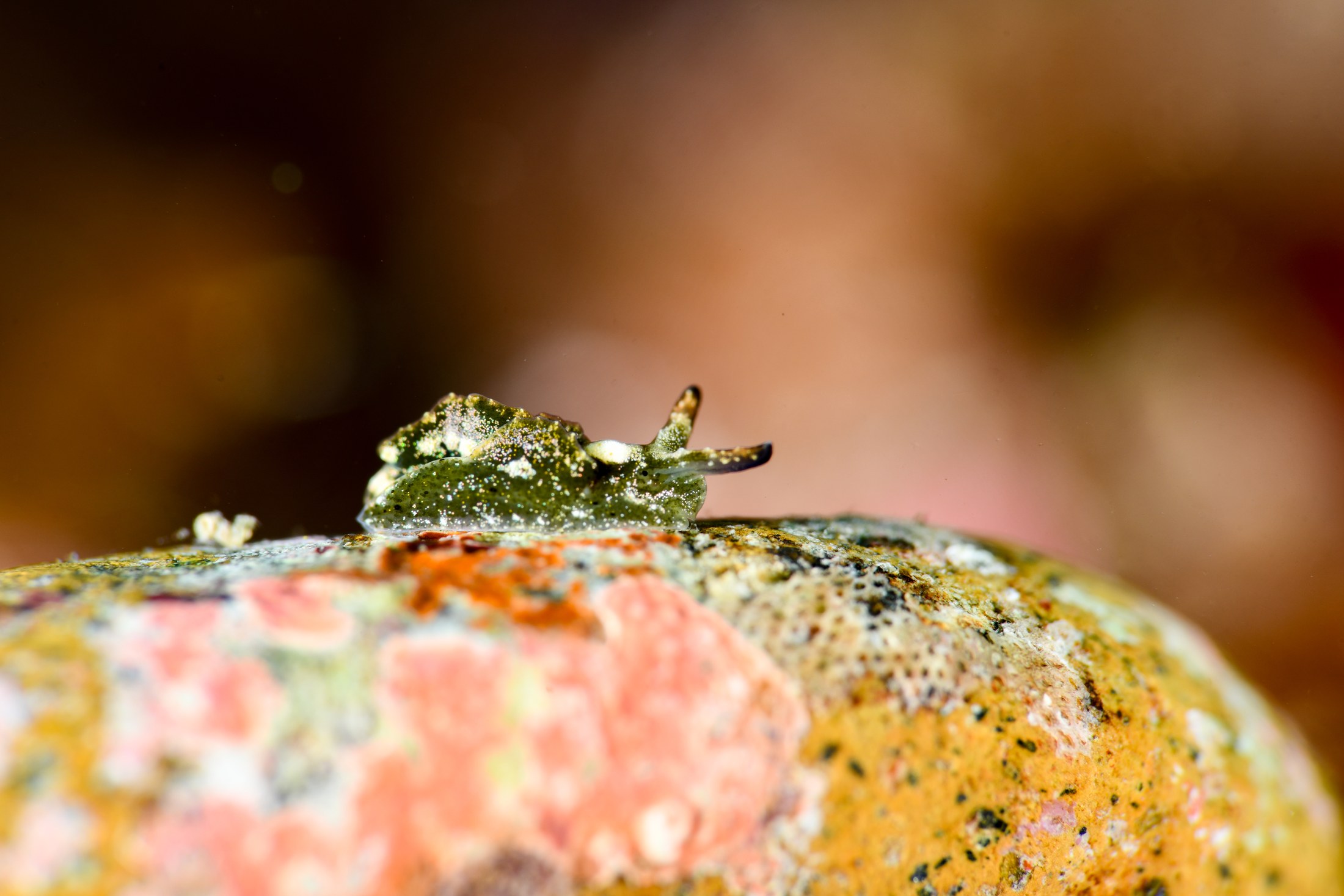 クロミドリガイ（Elysia atroviridis）｜冬の雲見