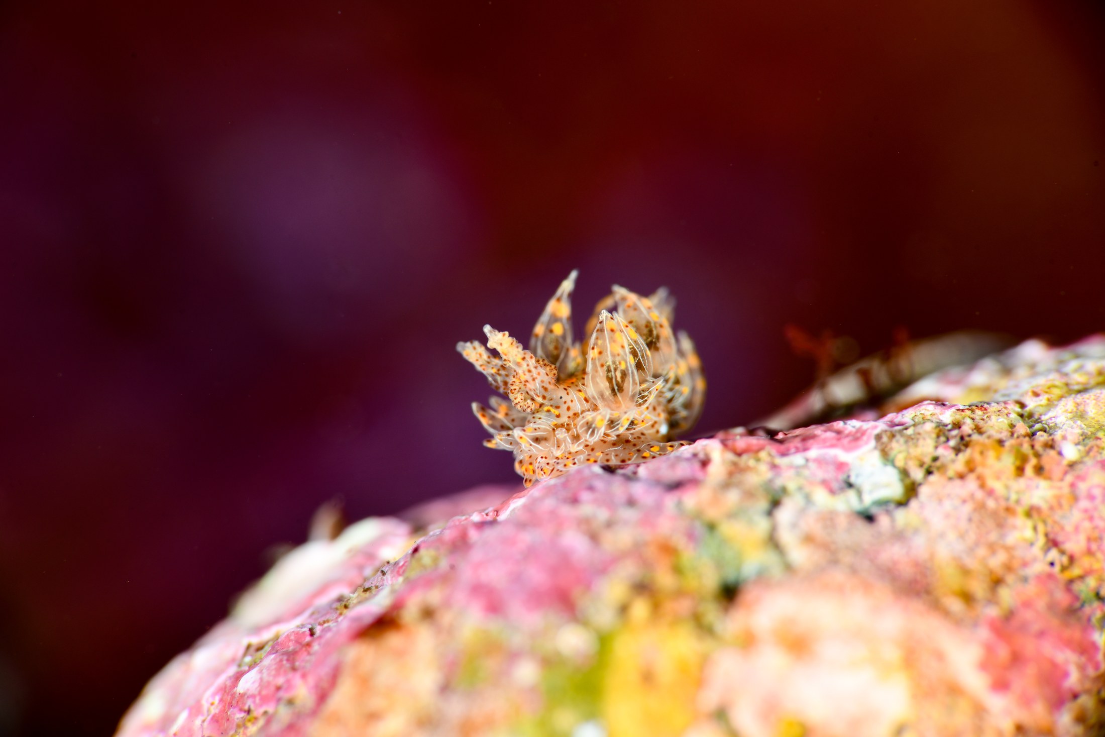 タマガワコヤナギウミウシ（Janolus indicus）｜冬の雲見