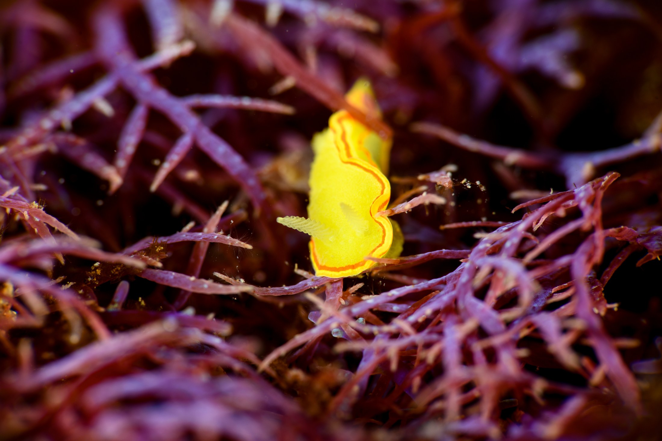 ミツイラメリウミウシ（Diaphorodoris mitsuii）｜冬の雲見