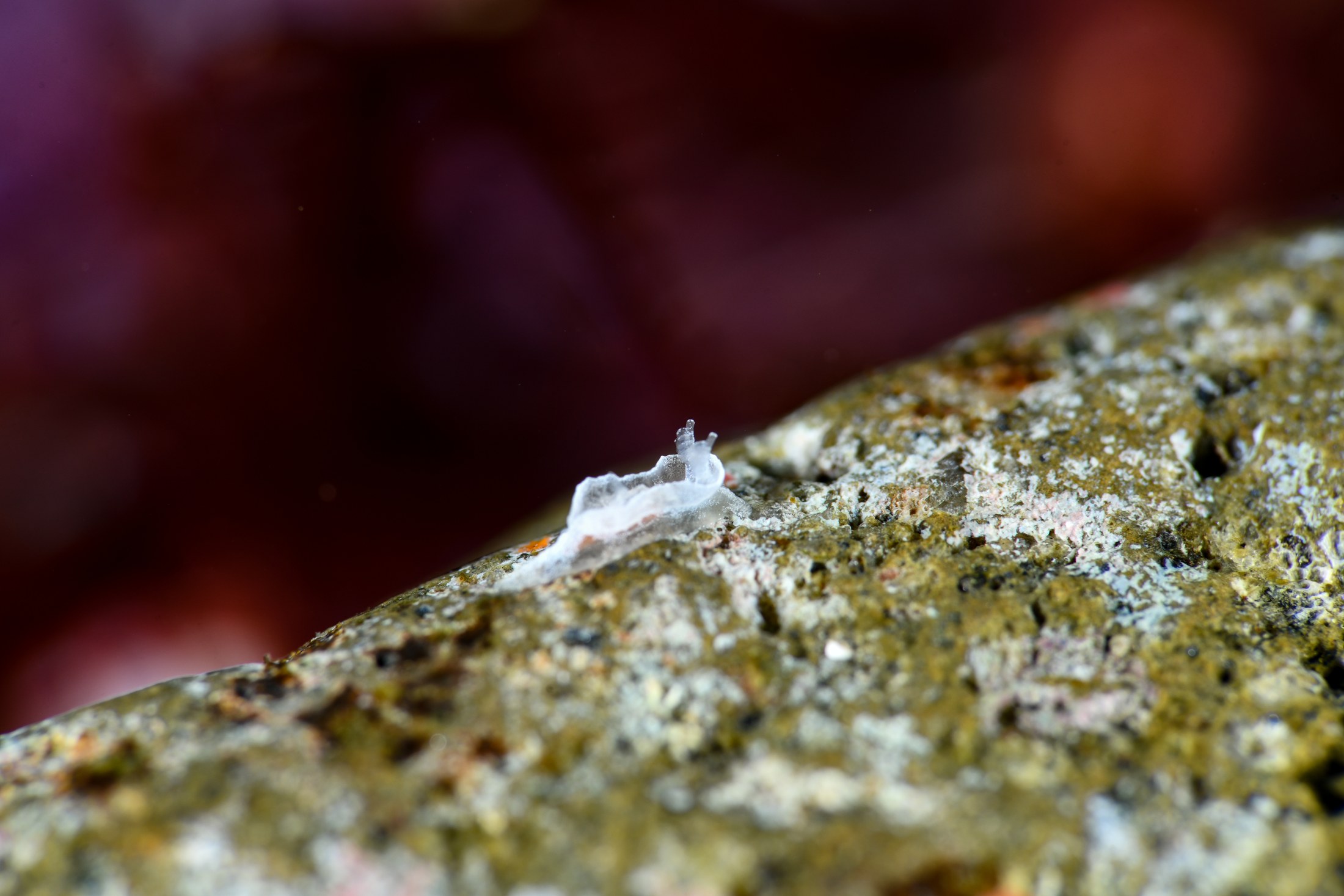 ネコジタウミウシsp.3（Pelagella sp. 3）｜冬の雲見