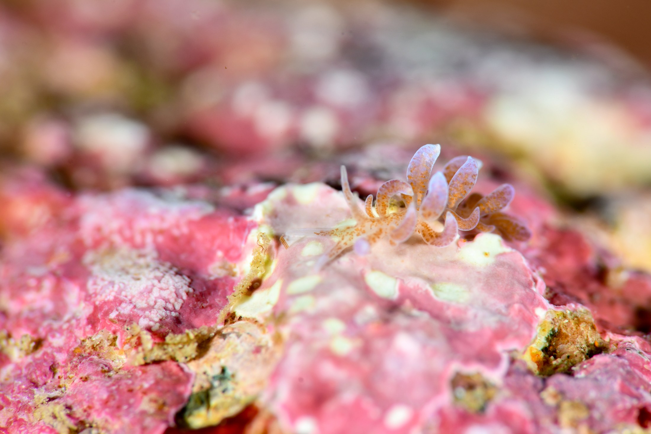 ムロトミノウミウシ（Phyllodesmium macphersonae）｜冬の雲見