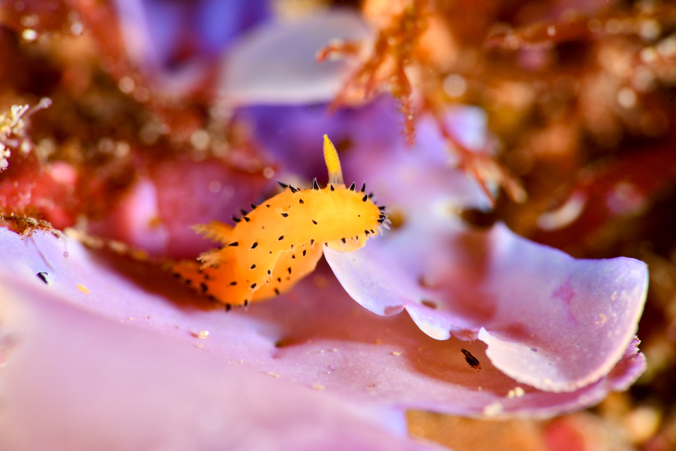 ヤグルマウミウシ（Crimora lutea）｜冬の雲見