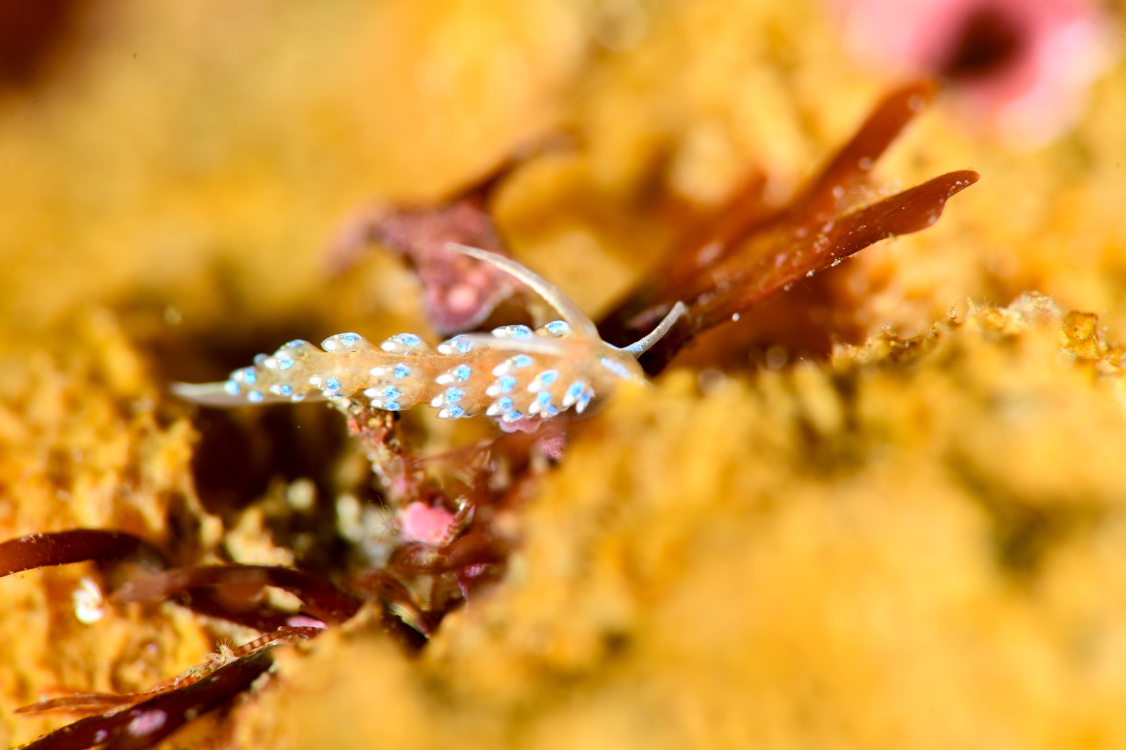 フジエラミノウミウシ（Tenellia ornata）｜冬の雲見