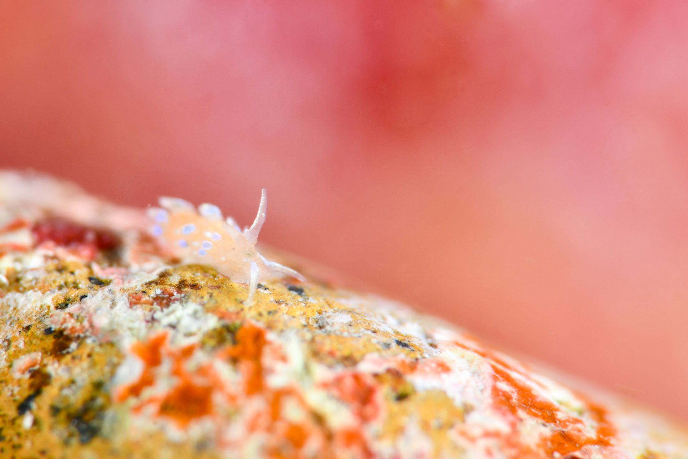 フジエラミノウミウシ（Tenellia ornata）｜冬の雲見