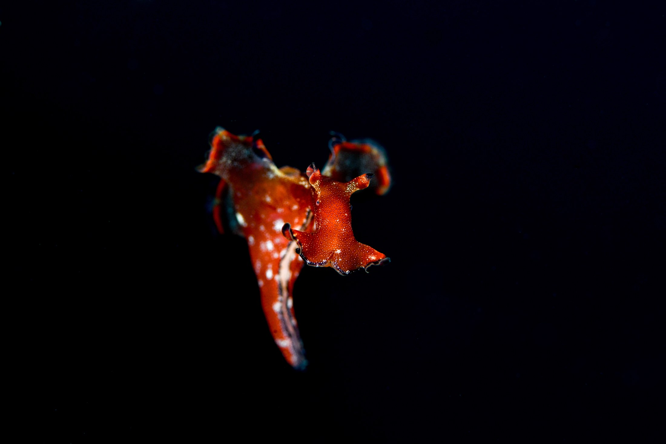 クロヘリアメフラシ（Aplysia japonica）｜冬の雲見