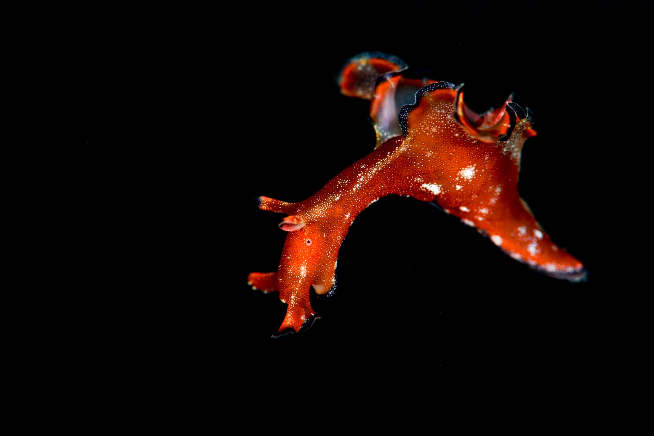 クロヘリアメフラシ（Aplysia japonica）｜冬の雲見