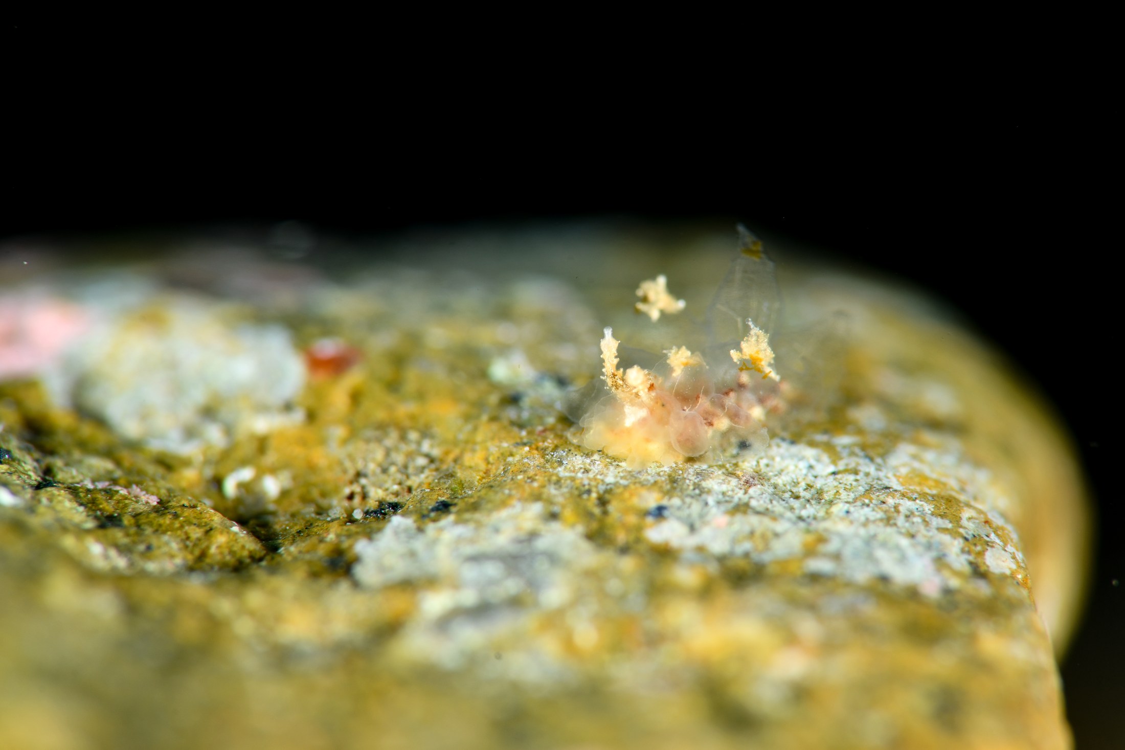 コヤナギウミウシsp.11（Janolus sp. 11）｜冬の雲見