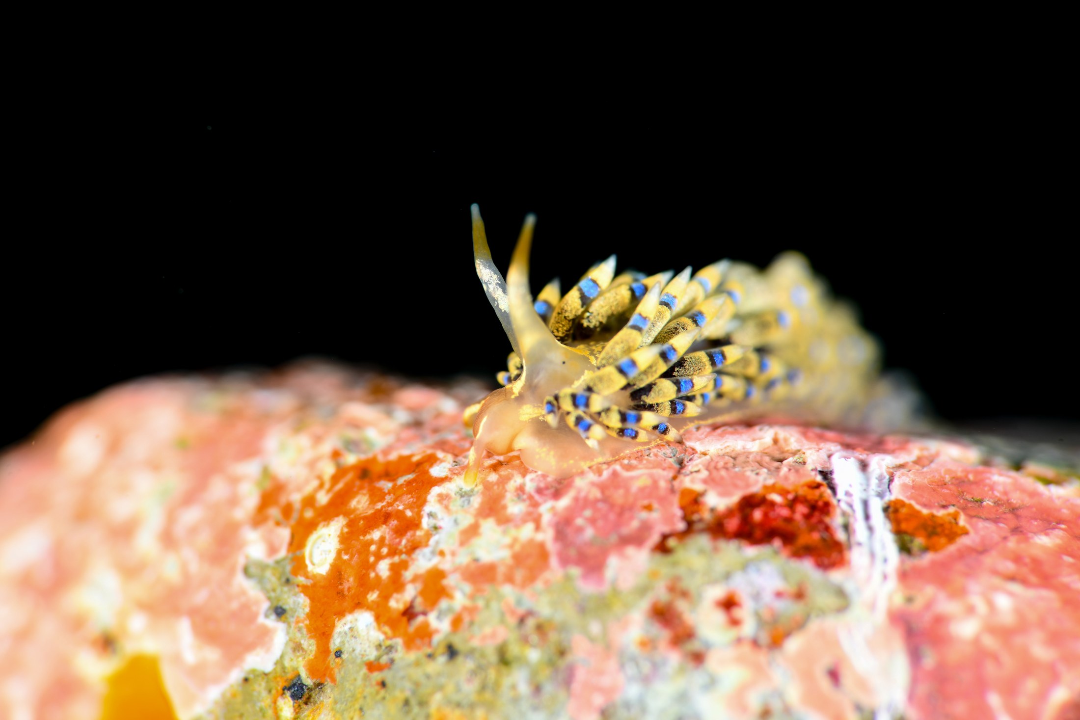 シロタエミノウミウシsp.57（Tenellia sp. 57）｜冬の雲見