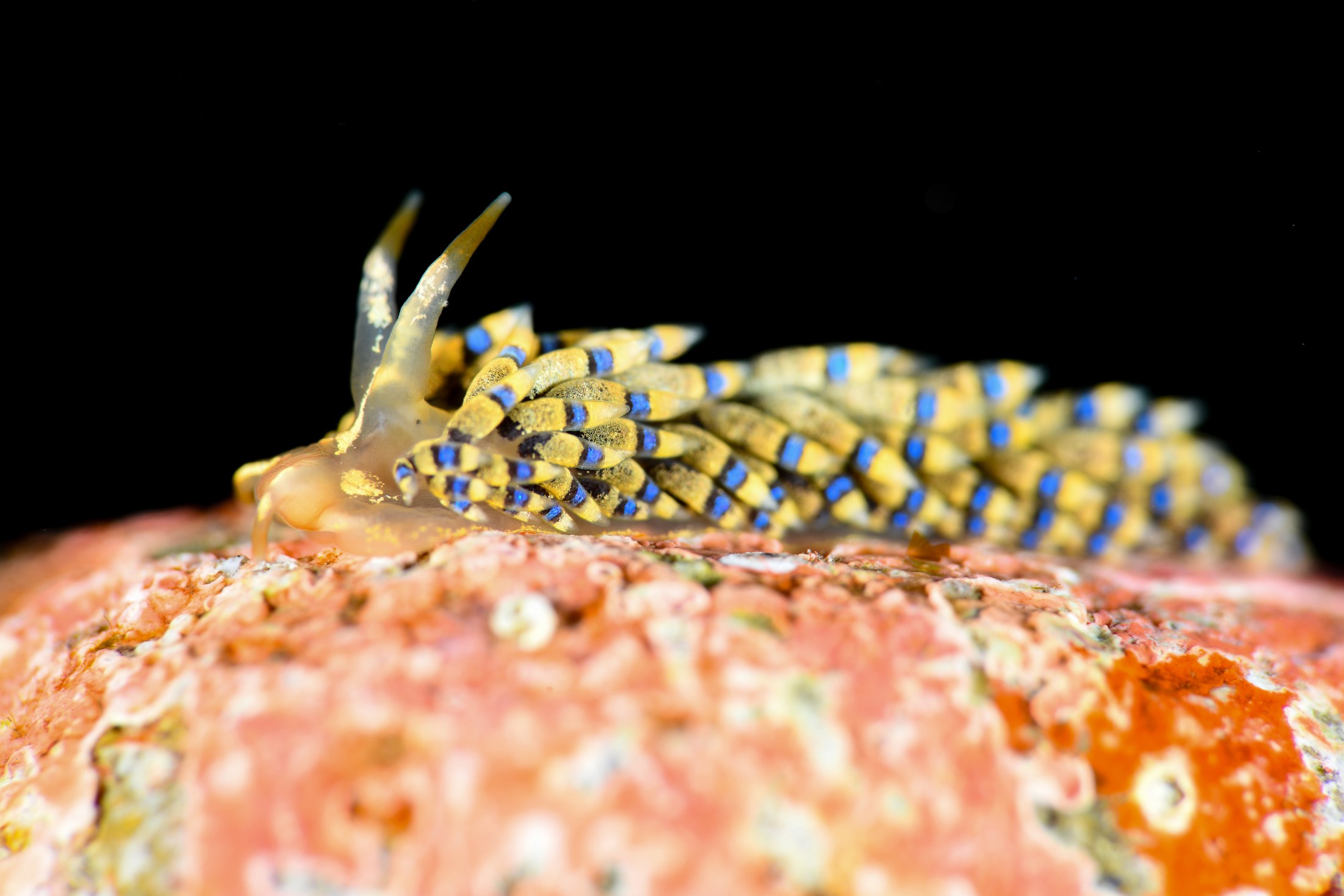シロタエミノウミウシsp.57（Tenellia sp. 57）｜冬の雲見