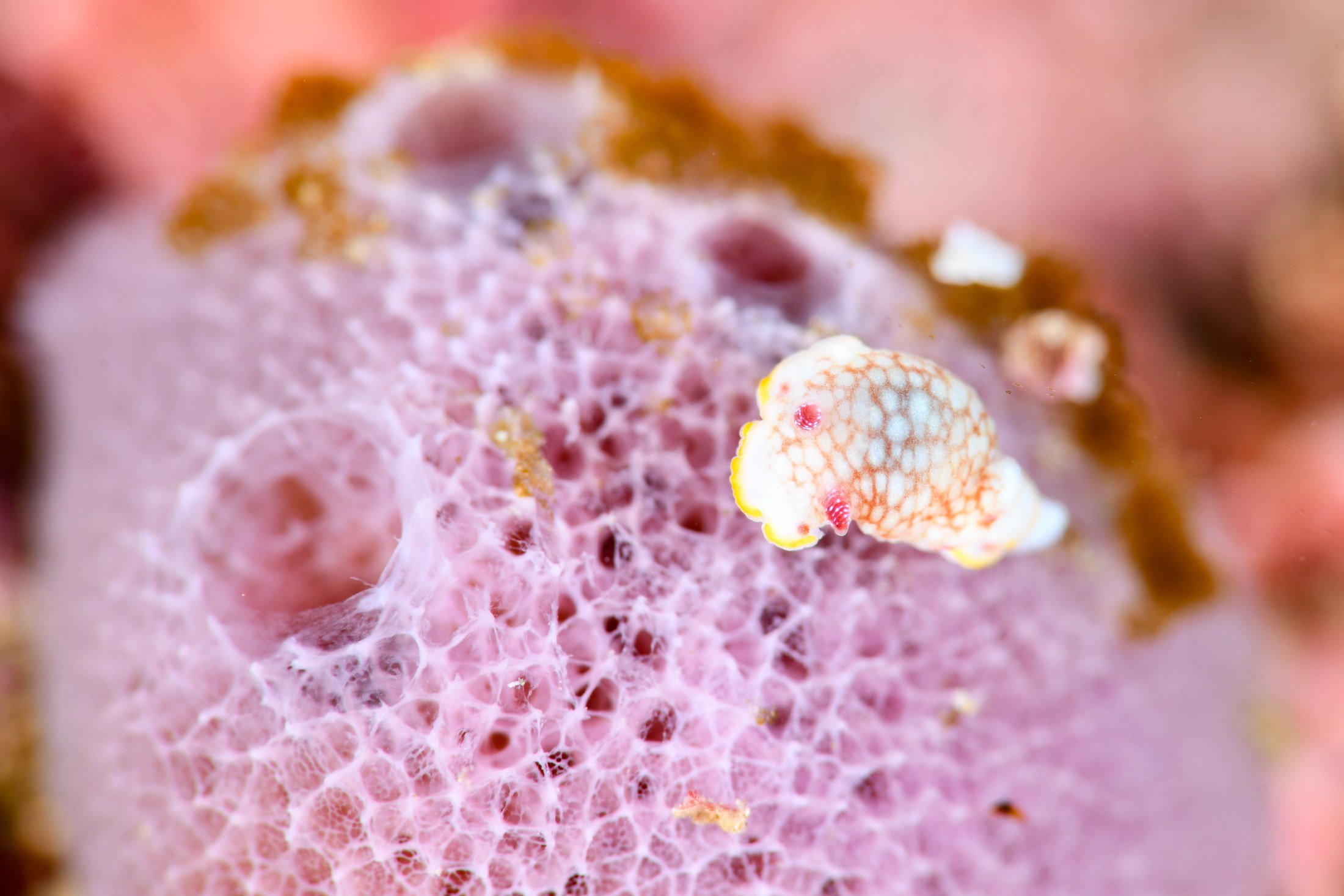 サラサウミウシ（Goniobranchus sp. 16）｜冬の雲見