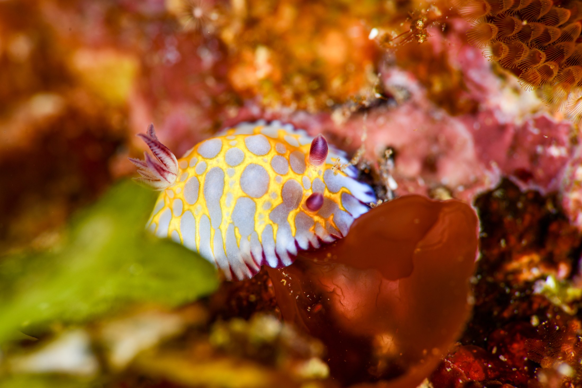 ボブサンウミウシ（Goniobranchus roboi）｜冬の雲見