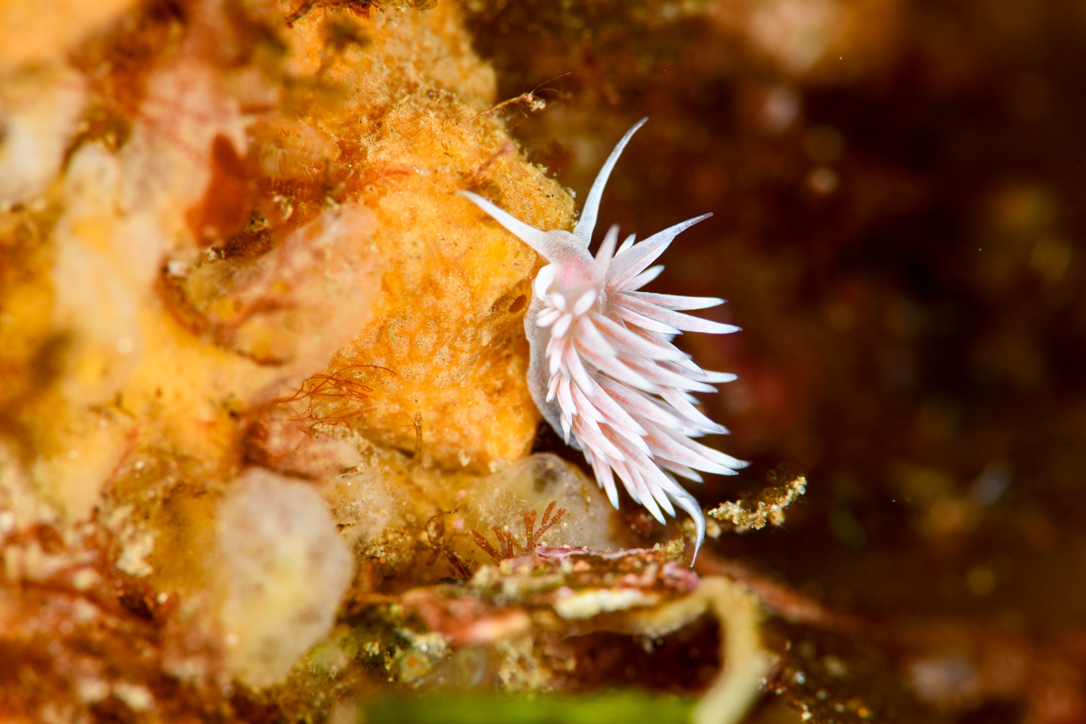 サクラミノウミウシ（Sakuraeolis sakuracea）｜冬の雲見