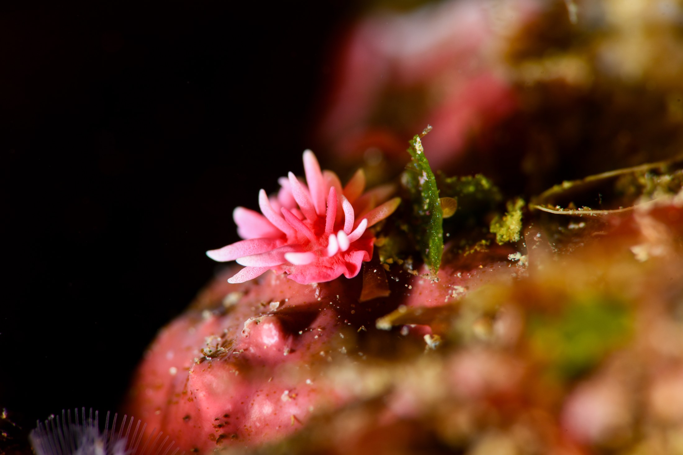ヒロウミウシ（Ceratodoris hiroi）｜冬の雲見