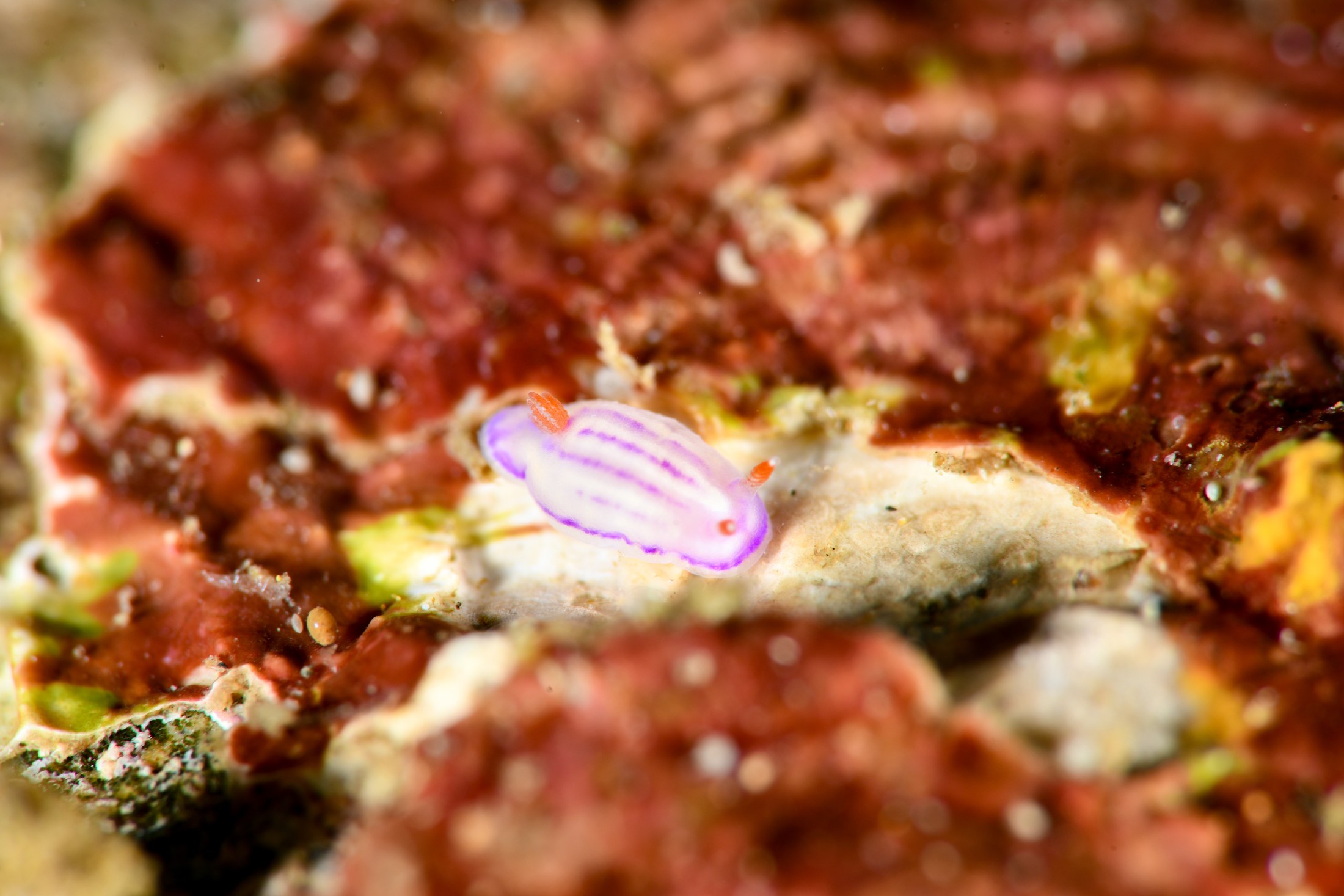 センテンイロウミウシ（Hypselodoris maculosa）｜冬の雲見