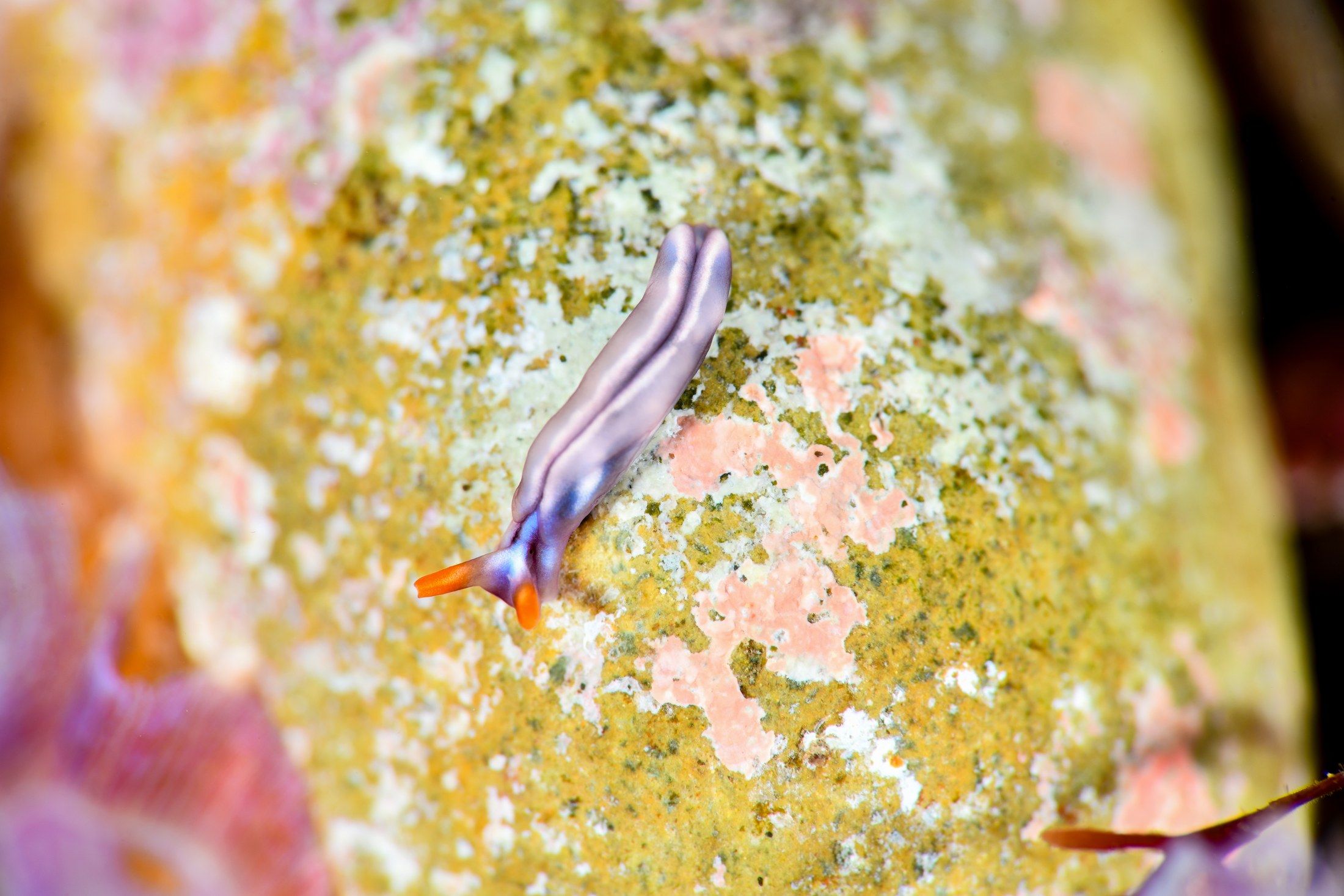 スイートジェリーミドリガイ（Thuridilla albopustulosa）｜冬の雲見