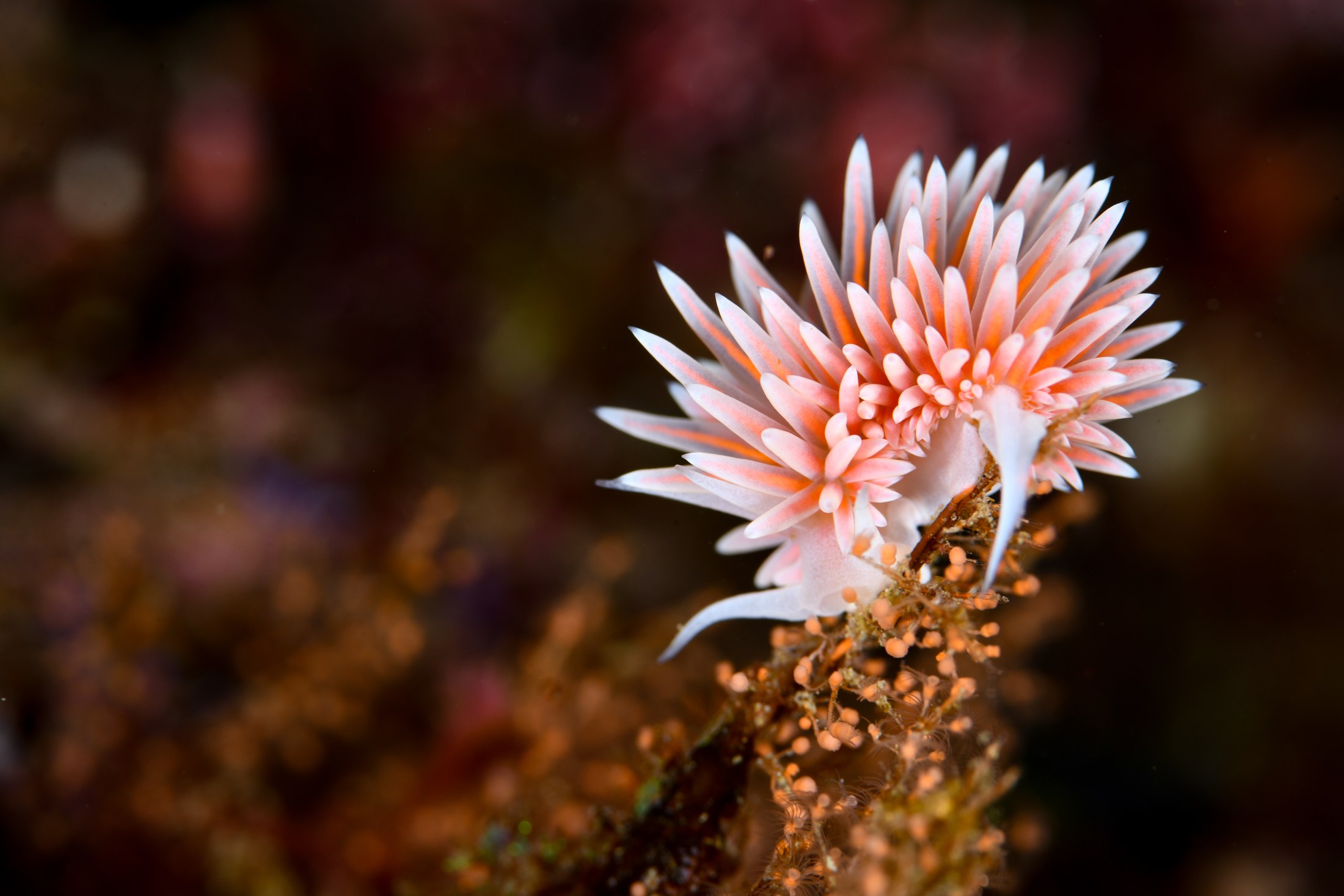 サクラミノウミウシ（Sakuraeolis sakuracea）｜冬の雲見